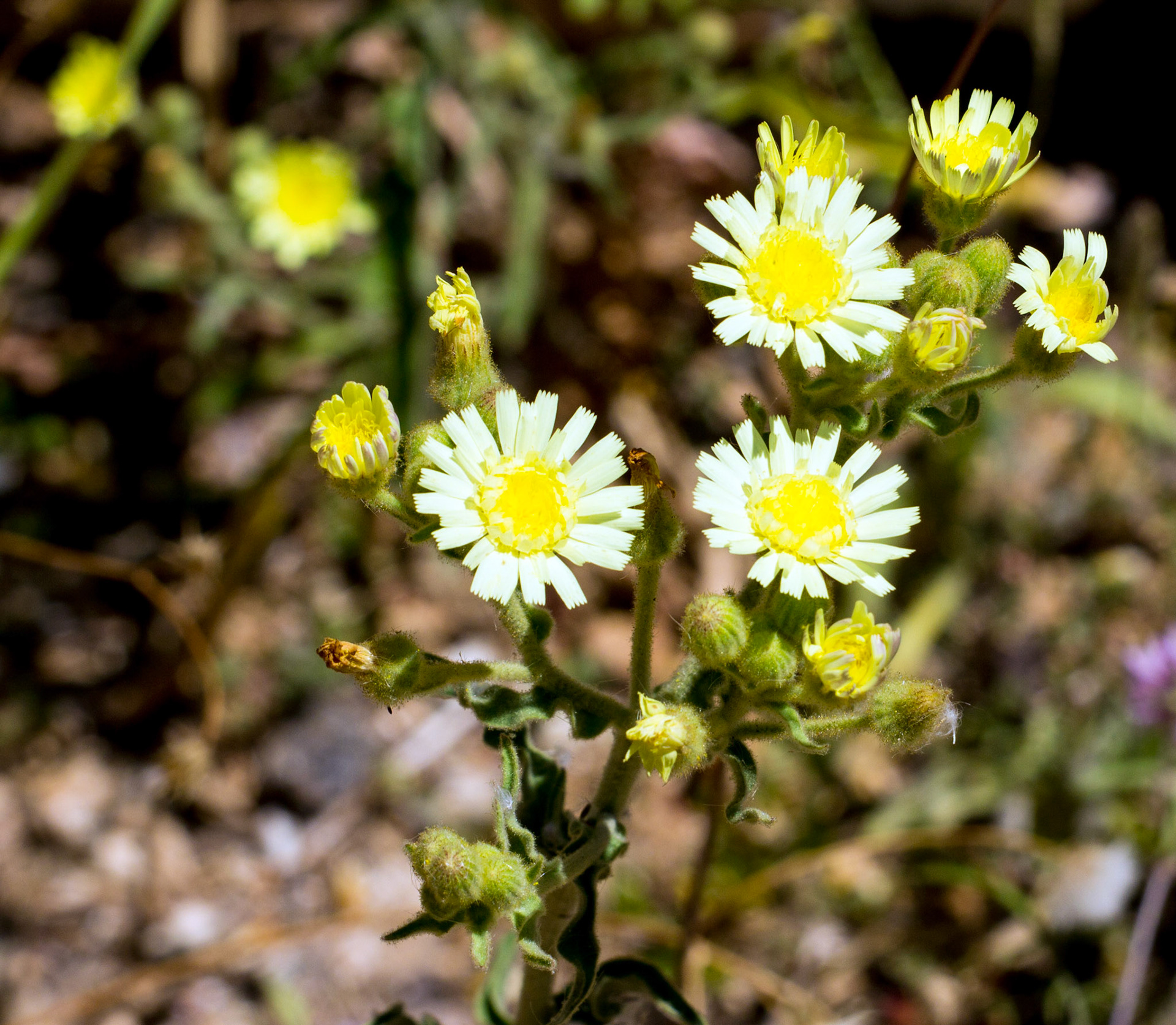 Wild Flowers in Tavira.