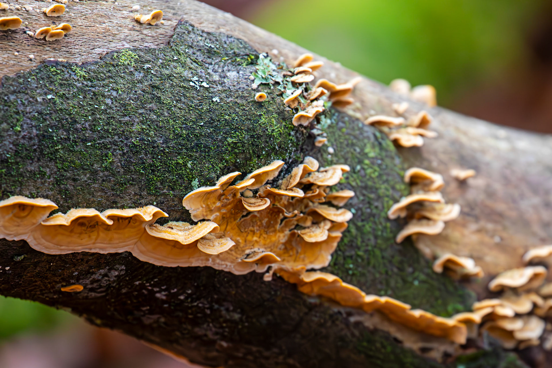 Hermand Birch Wood 13 November 2024