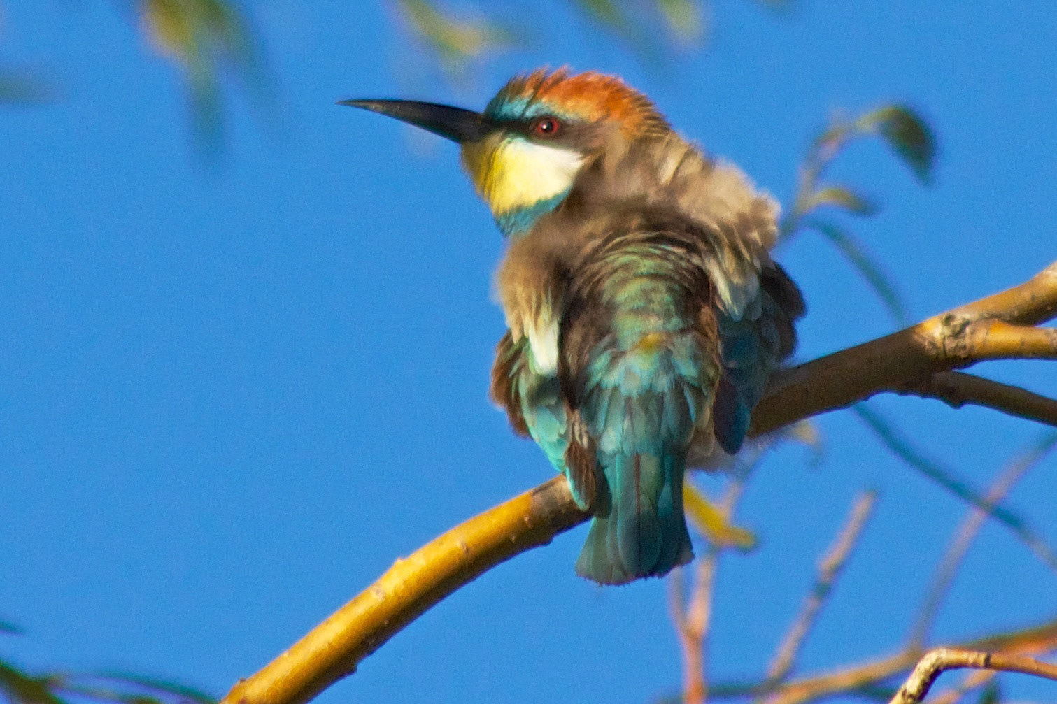 European Beeeater - Seaburn Sunderland 07 November 2012Please see my other Photographs at: http://www.jamespdeans.co.uk/