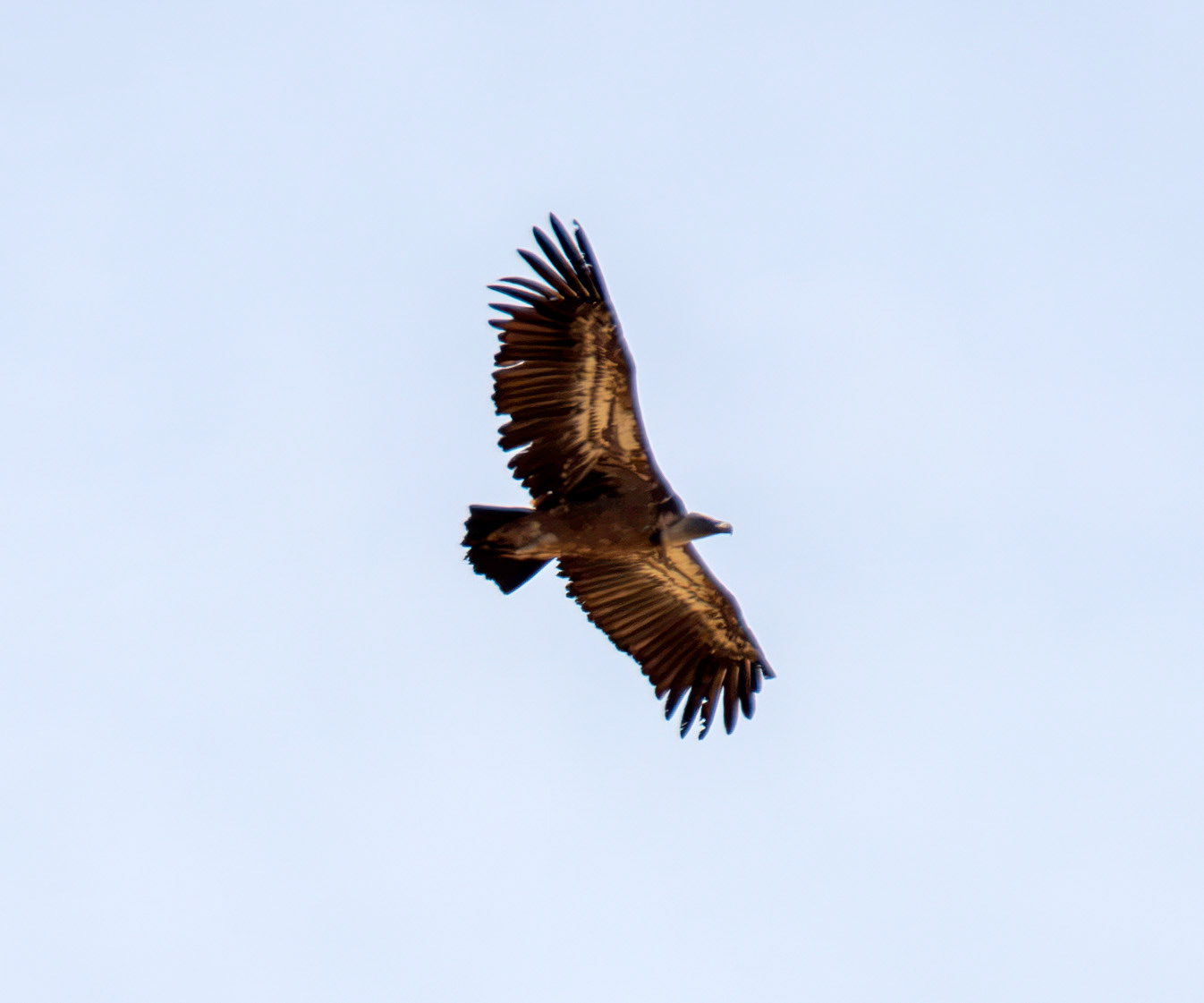Griffon Vulture (Gyps fulvus) - Barca de Alva 23 August 2016
