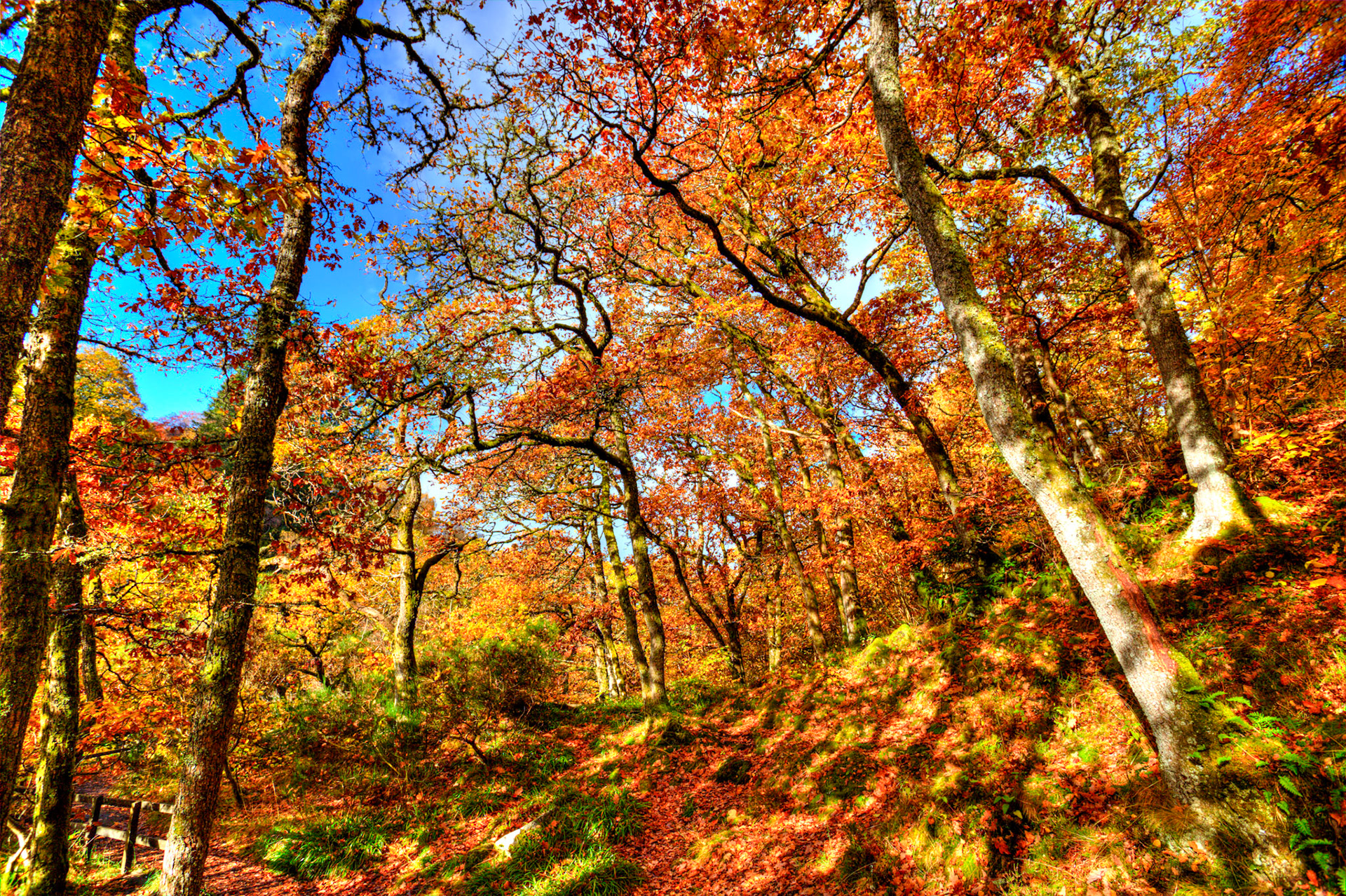 Killiecrankie. Autumnal Tour around Perthshire 19 October 2024