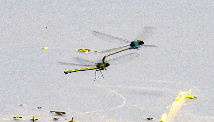 Emerald Damselfly (Lestes sponsa) Walk Thames Path MArlow to Bourne End 06 August 2025