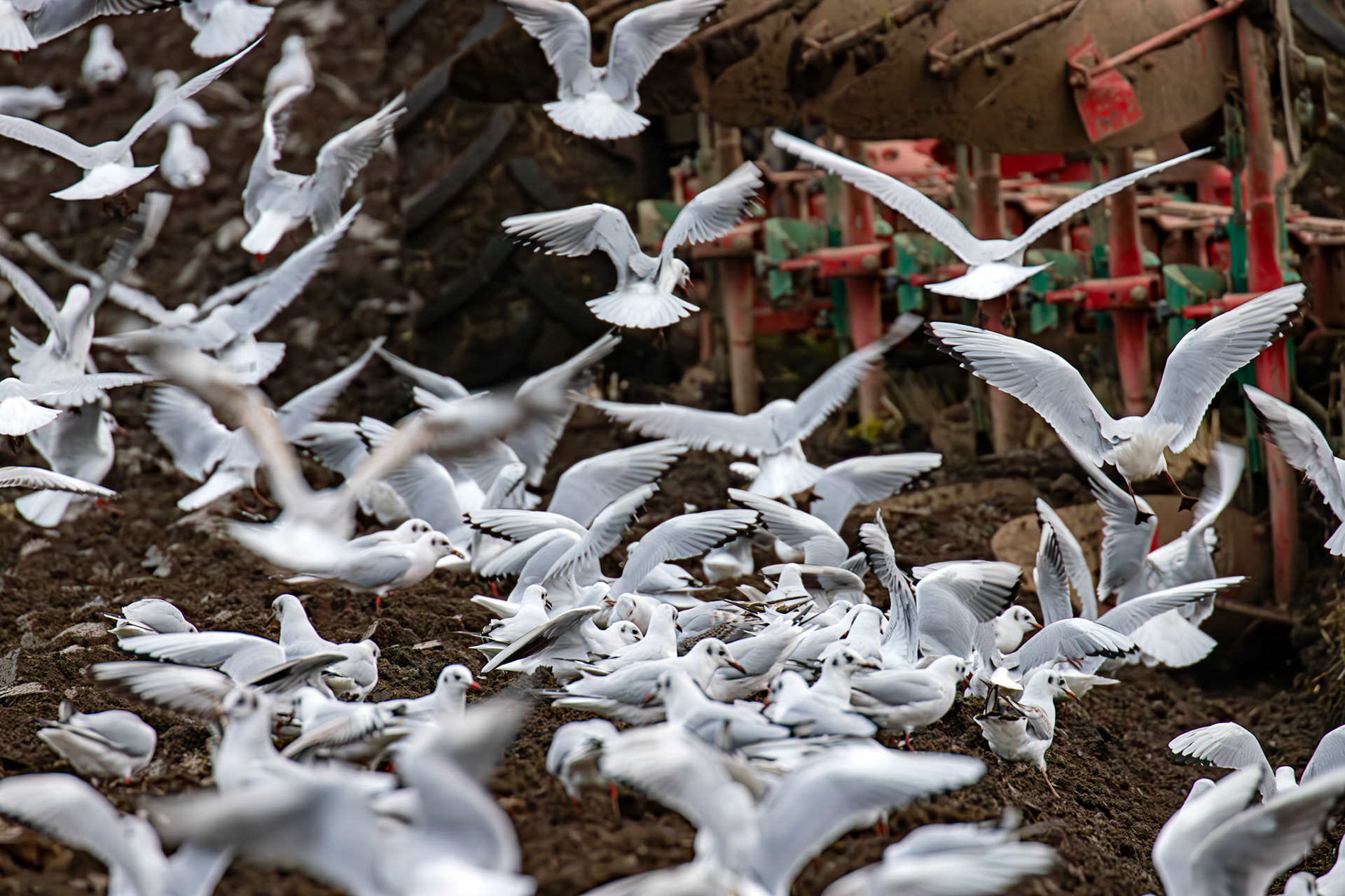 271 Black-Headed Gulls. Ploughing at Niddry Castle 04 December 2024