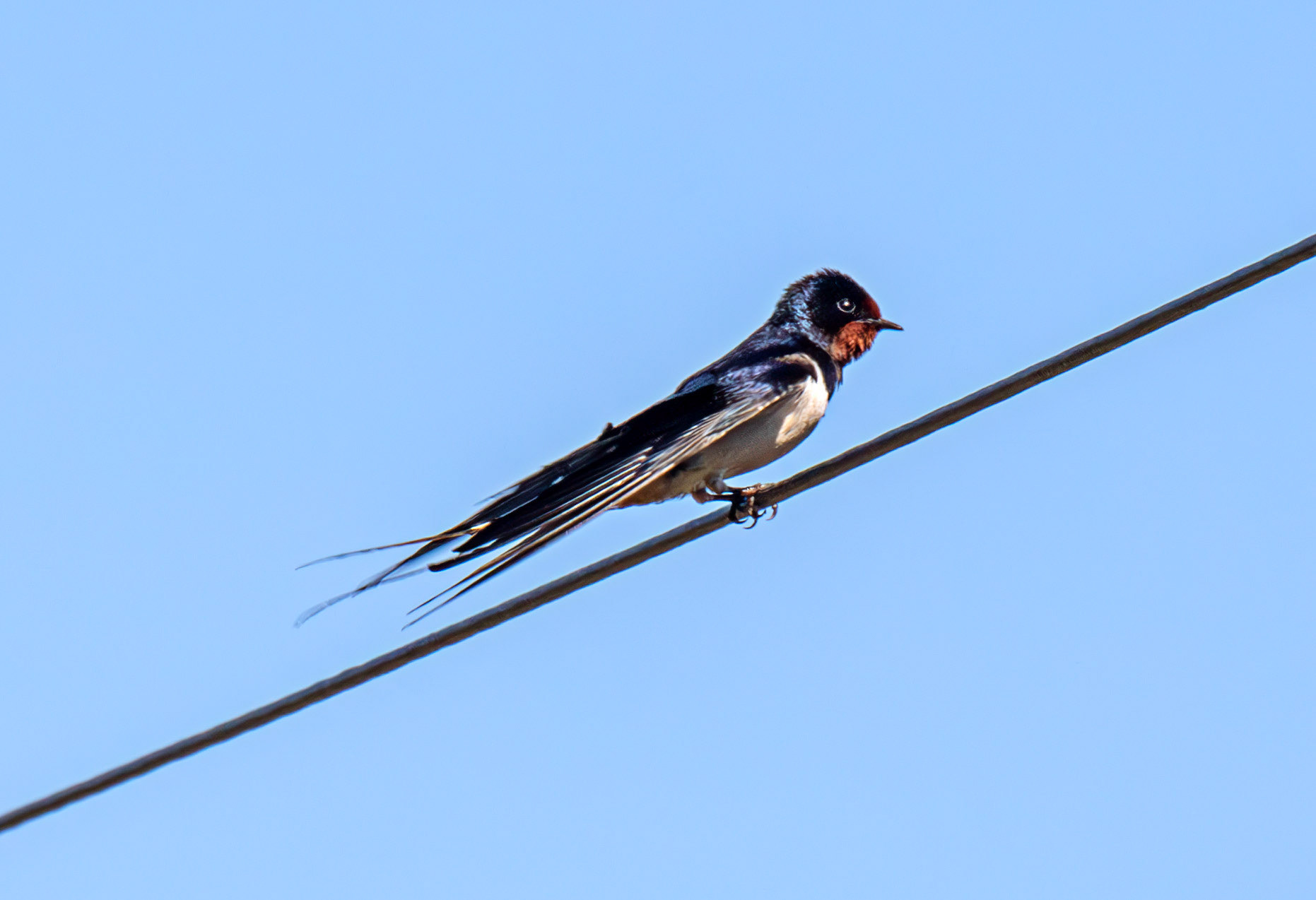 Swallow at Harperrig 17 May 2025
