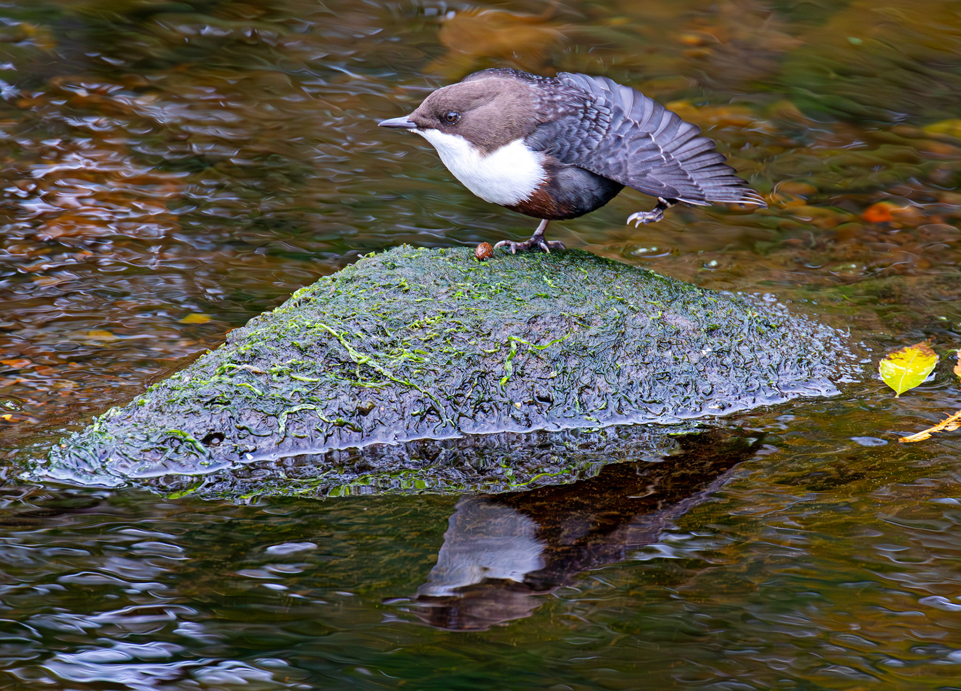 Largs 08 October 2024