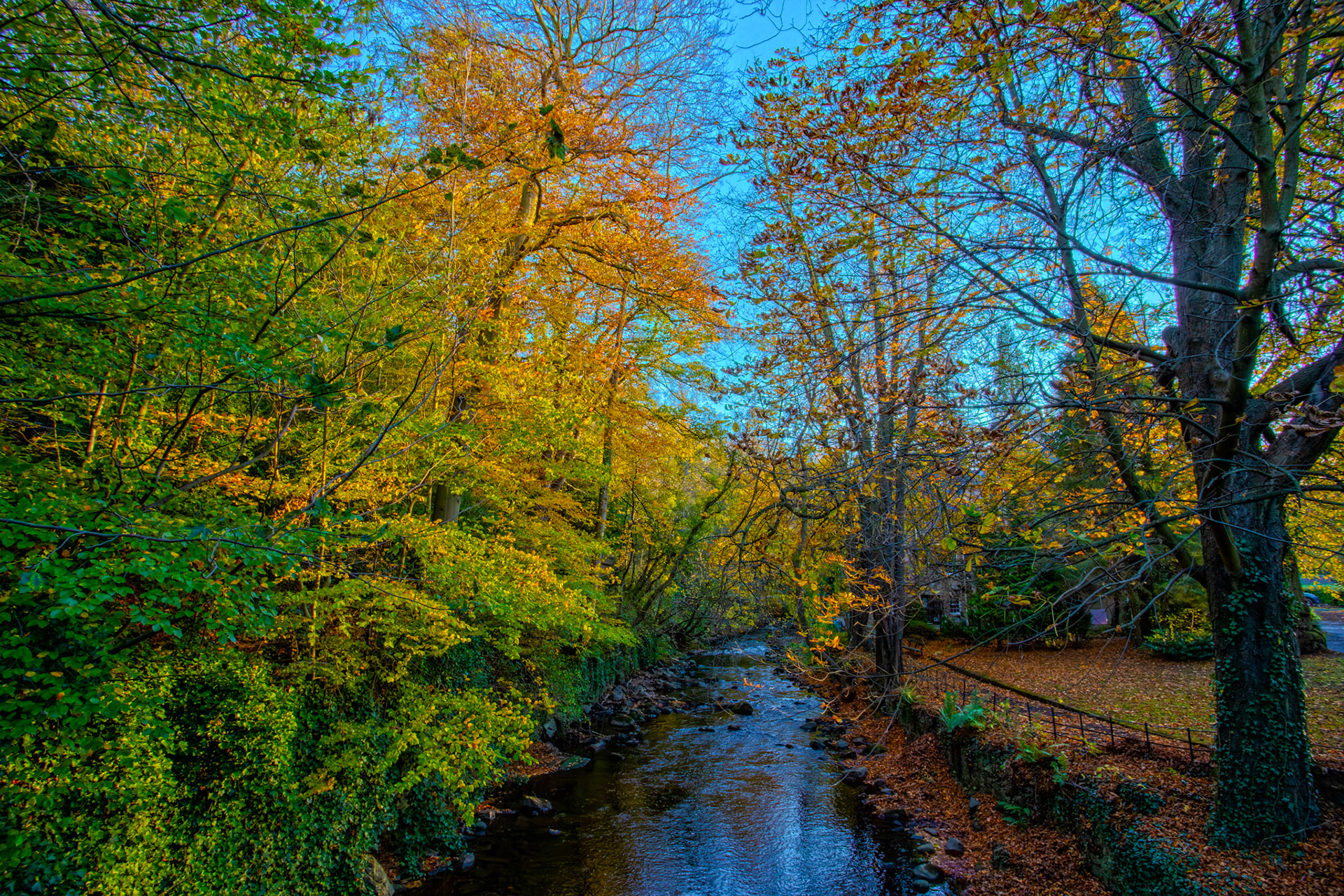 Water of Leith - Colinton 27 October 2025