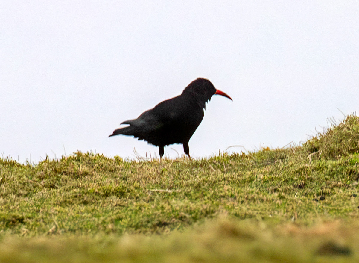 Chough: The Island of Islay 03 March 2025