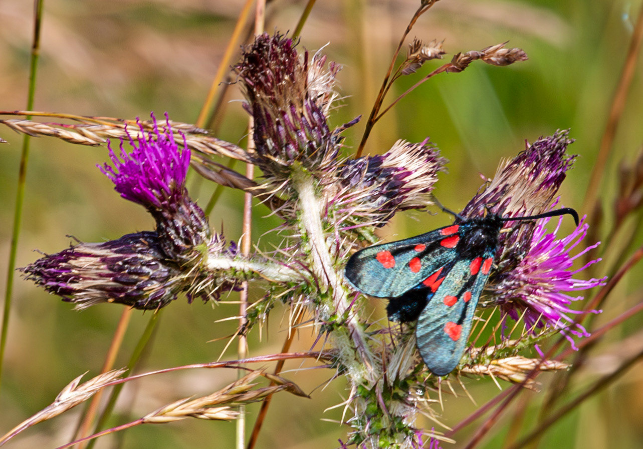Herperrig Insects 23 July 2024