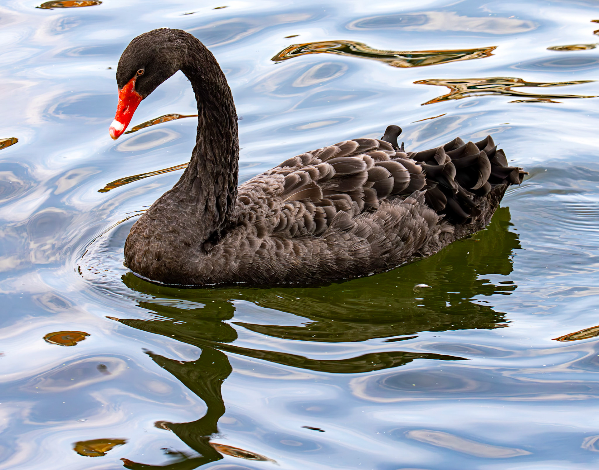 Windsor 06 August 2025