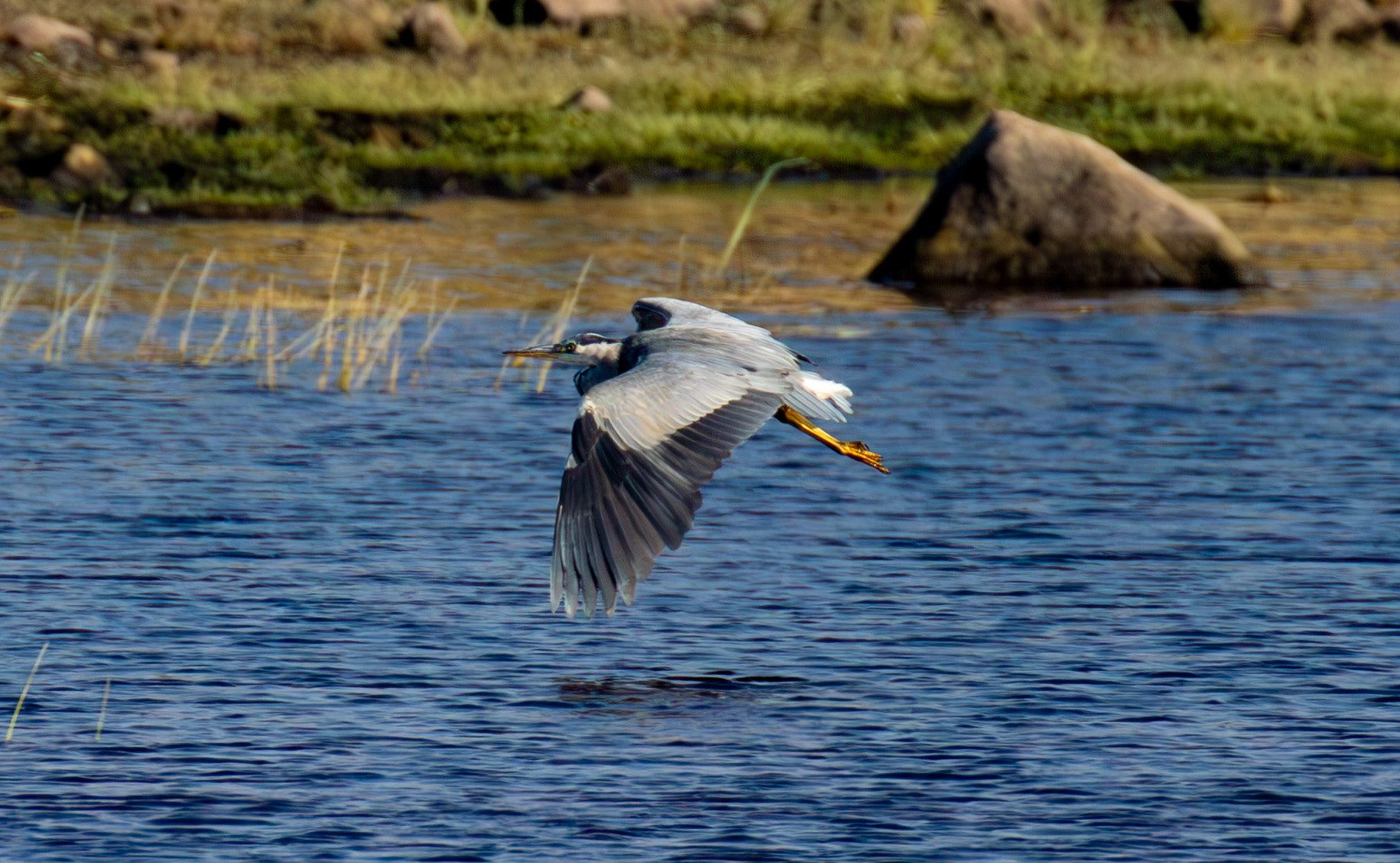 Grey Heron - Harperrig Reservoir 17 September 2024