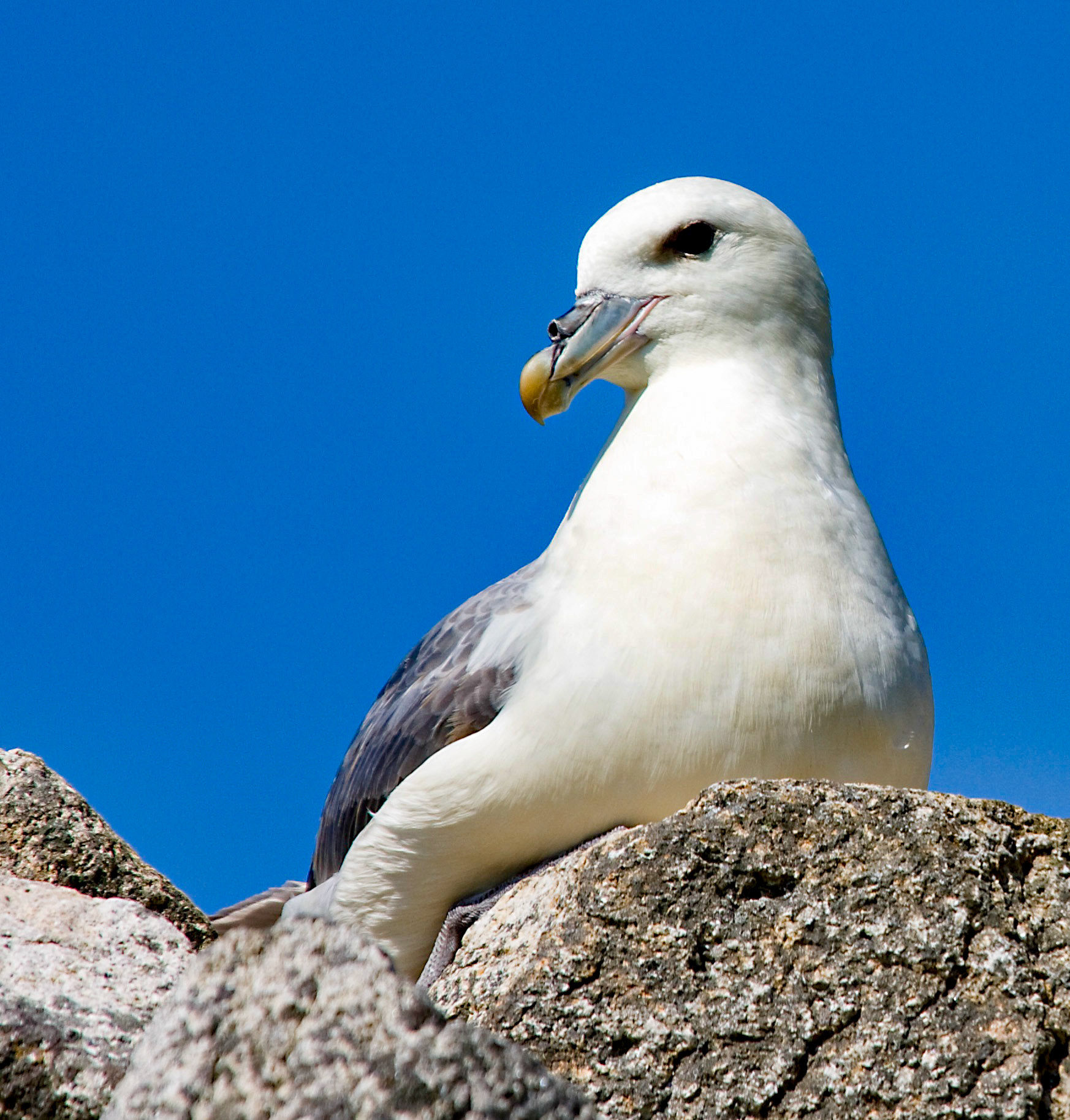 Fulmar sitting on an old house on St Kilda.