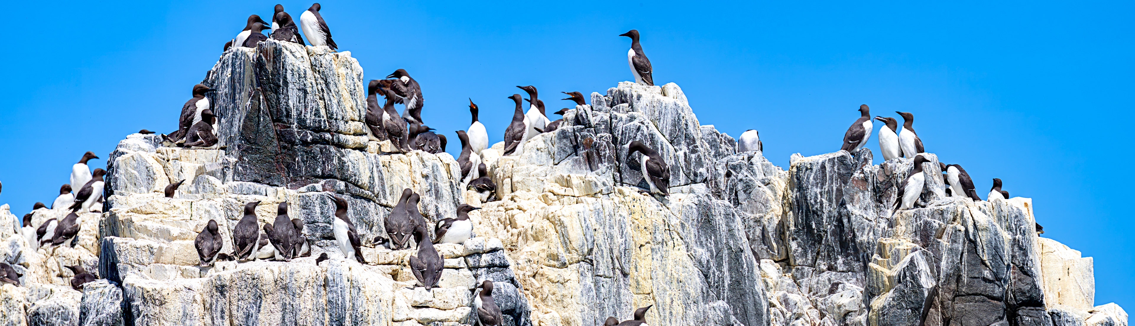 Guillemots - Farne Islands 03 July 2026
