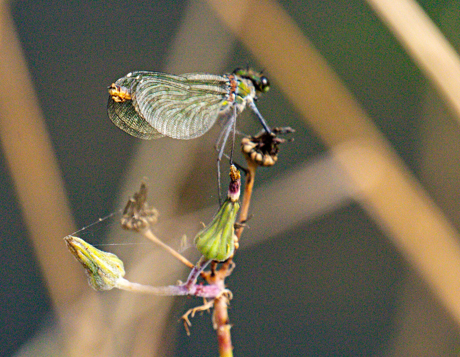 Banded Demoiselle (Calopteryx splendens) Walk Thames Path MArlow to Bourne End 06 August 2025