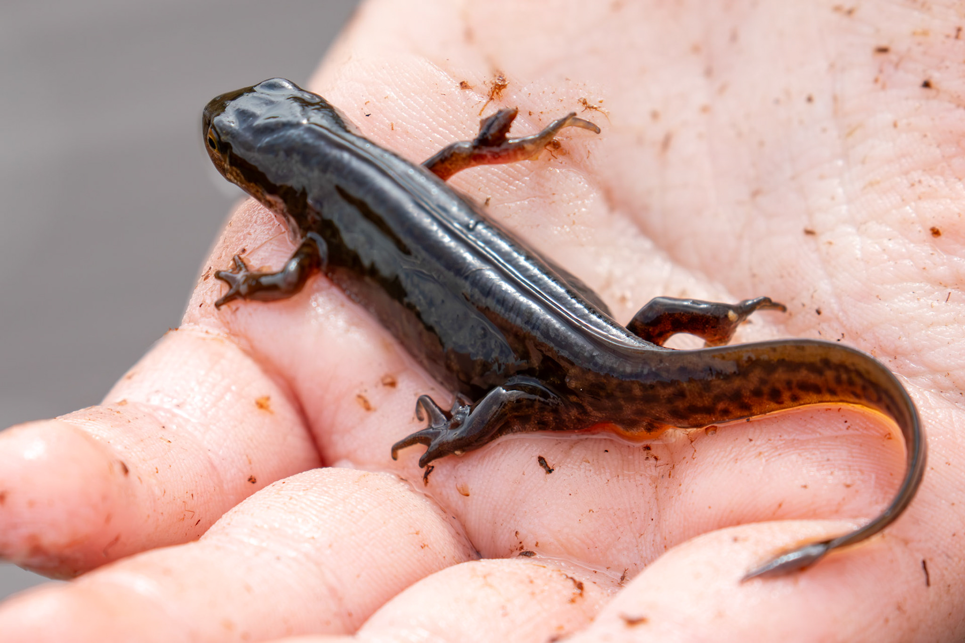 Newt - Flanders Moss 12 April 2025