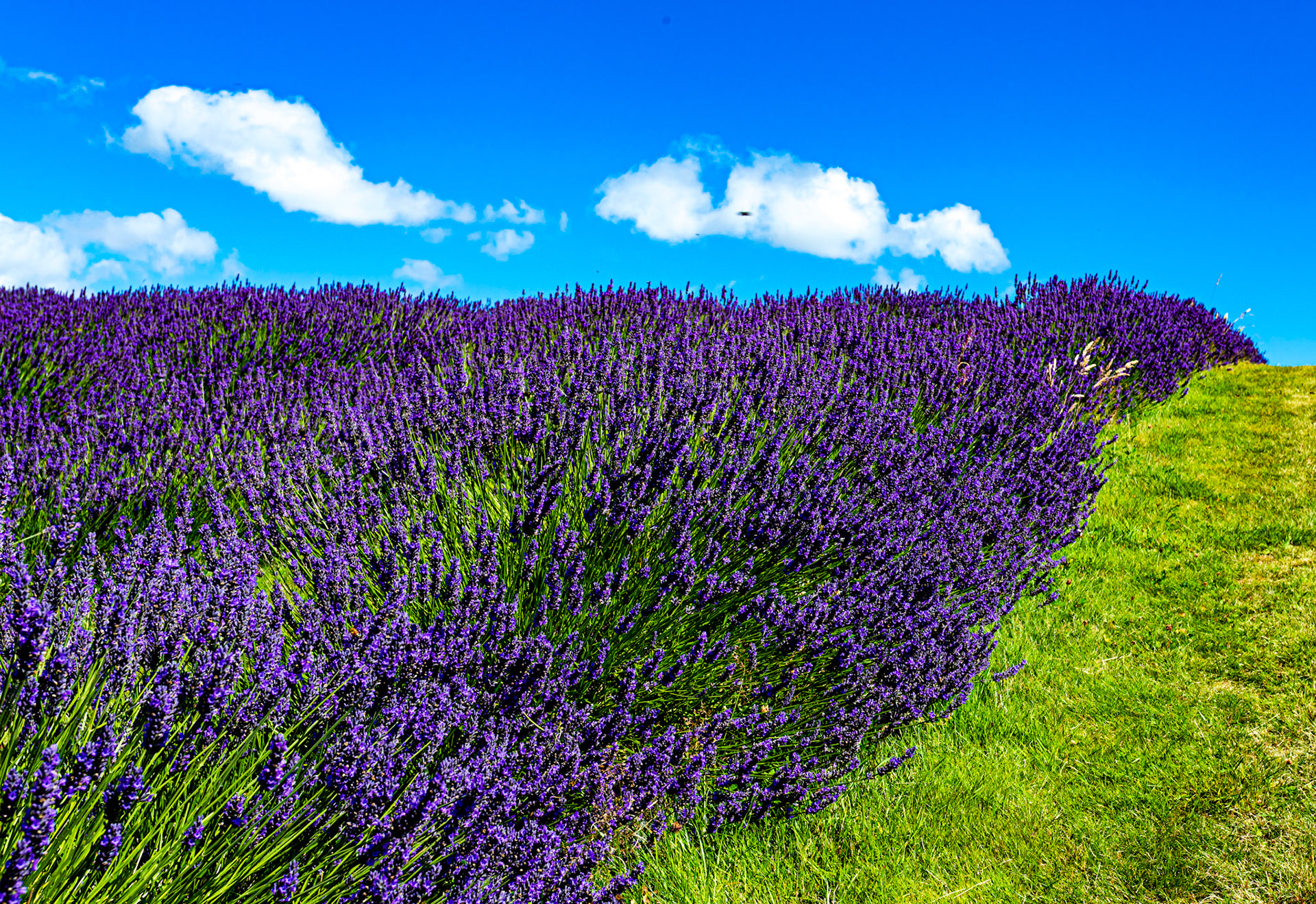 I spent an amazing few hours at Scottish Lavender Oils. They are so dedicated to nature and not to profit!