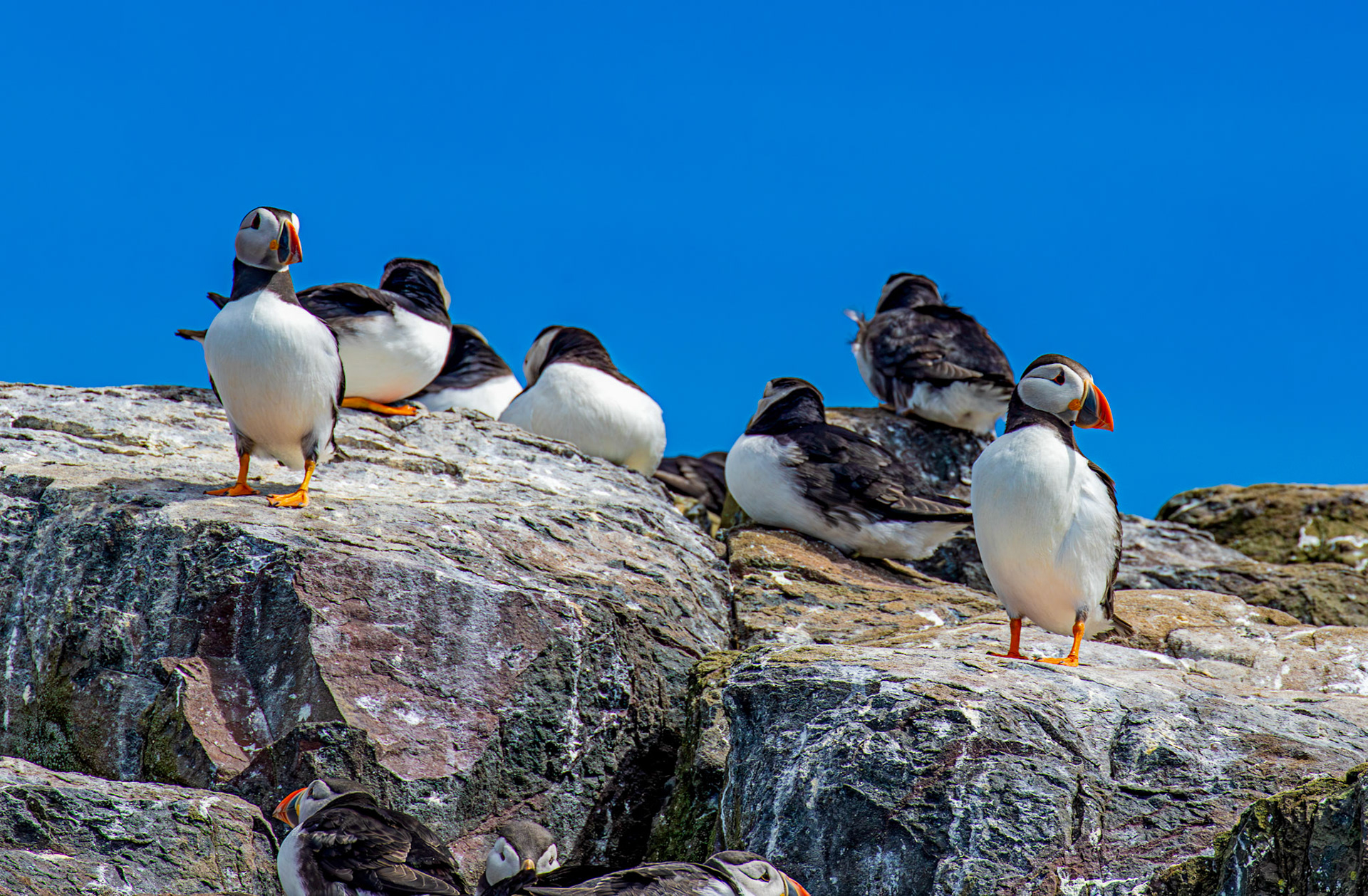Puffins - Farne Islands 03 July 2026