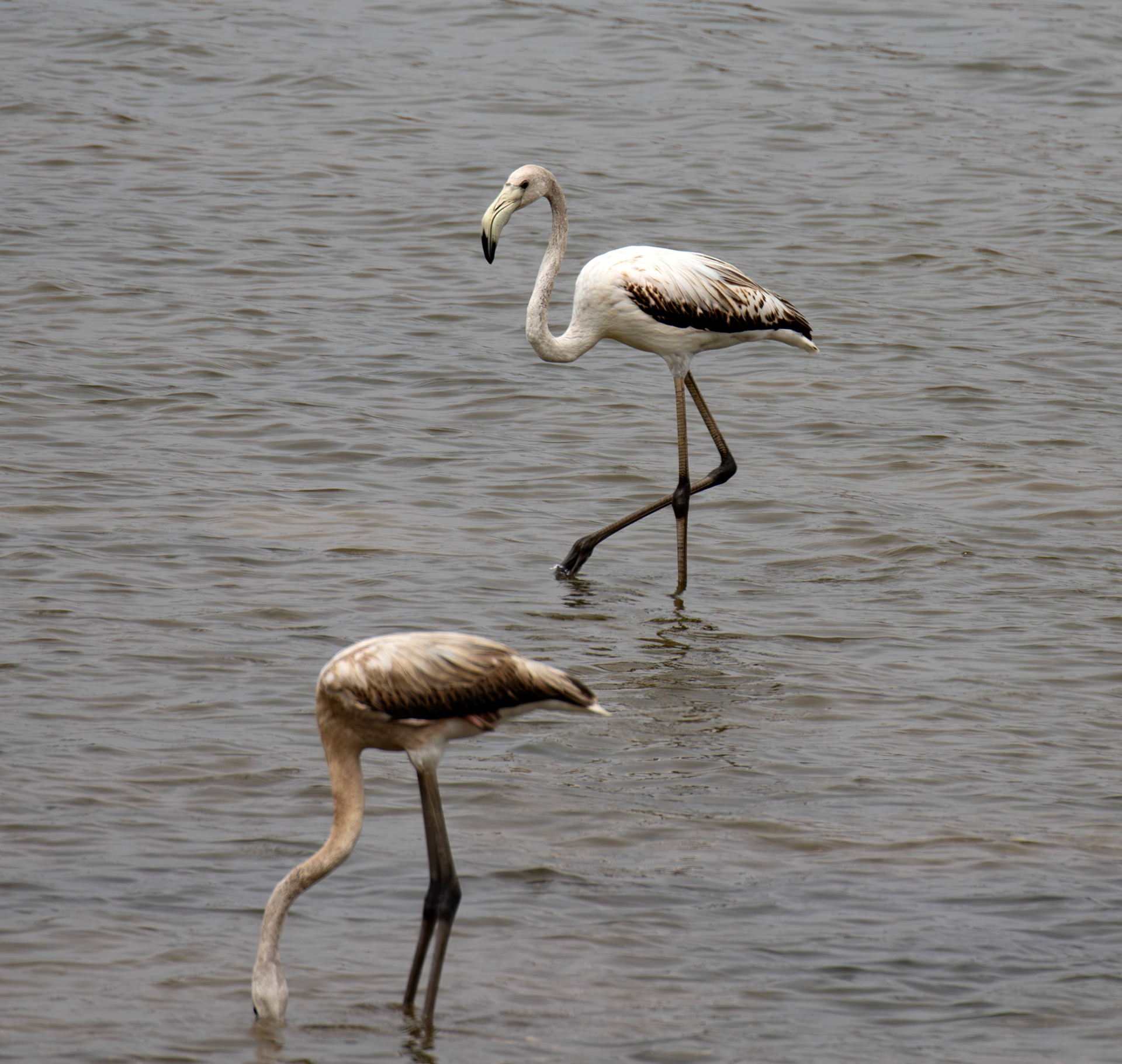 Greater Flamingo - Reserva Natural do Estuario do Douro 20 August 2026