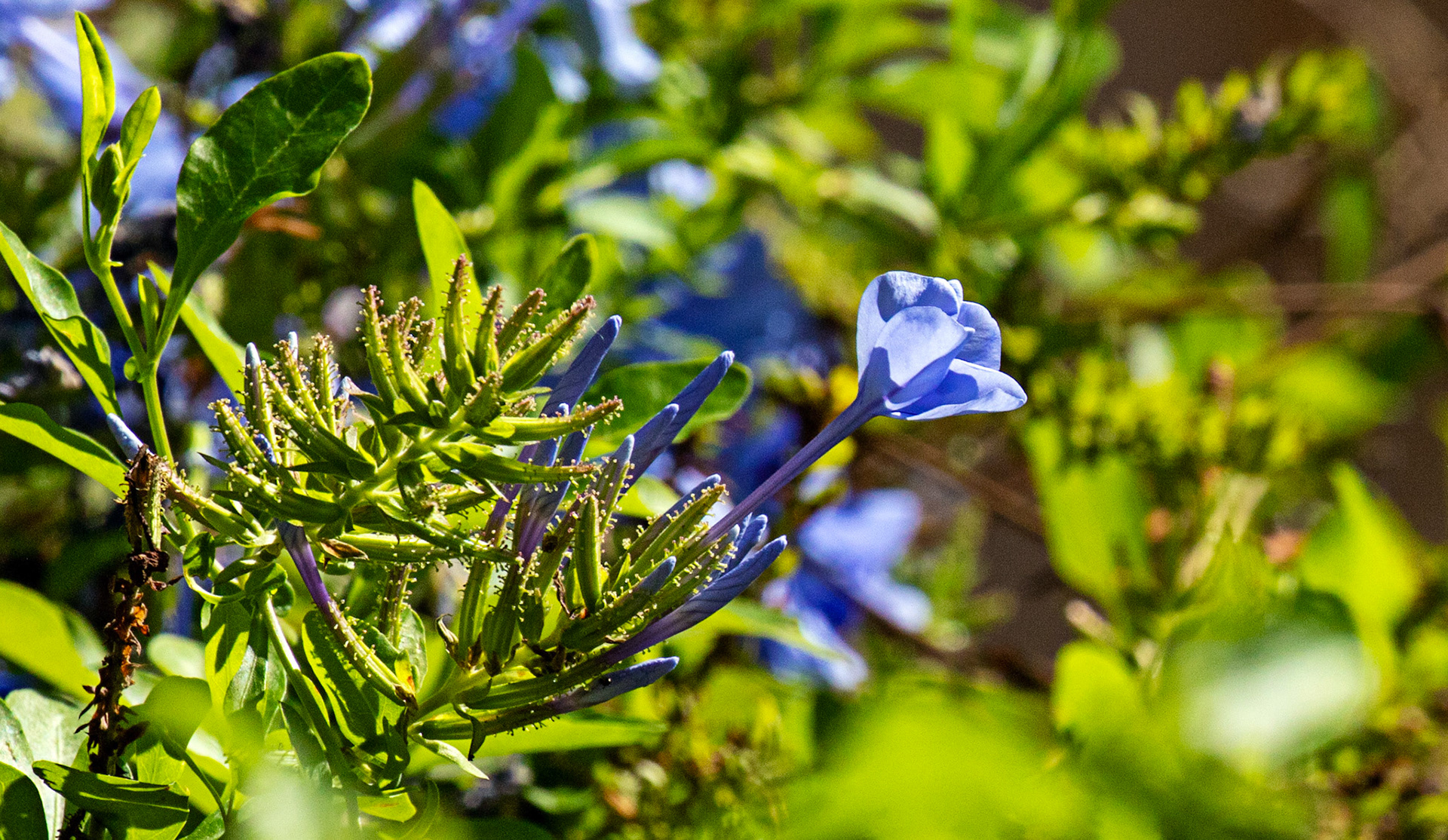 Portofino 07 Sept 2025
