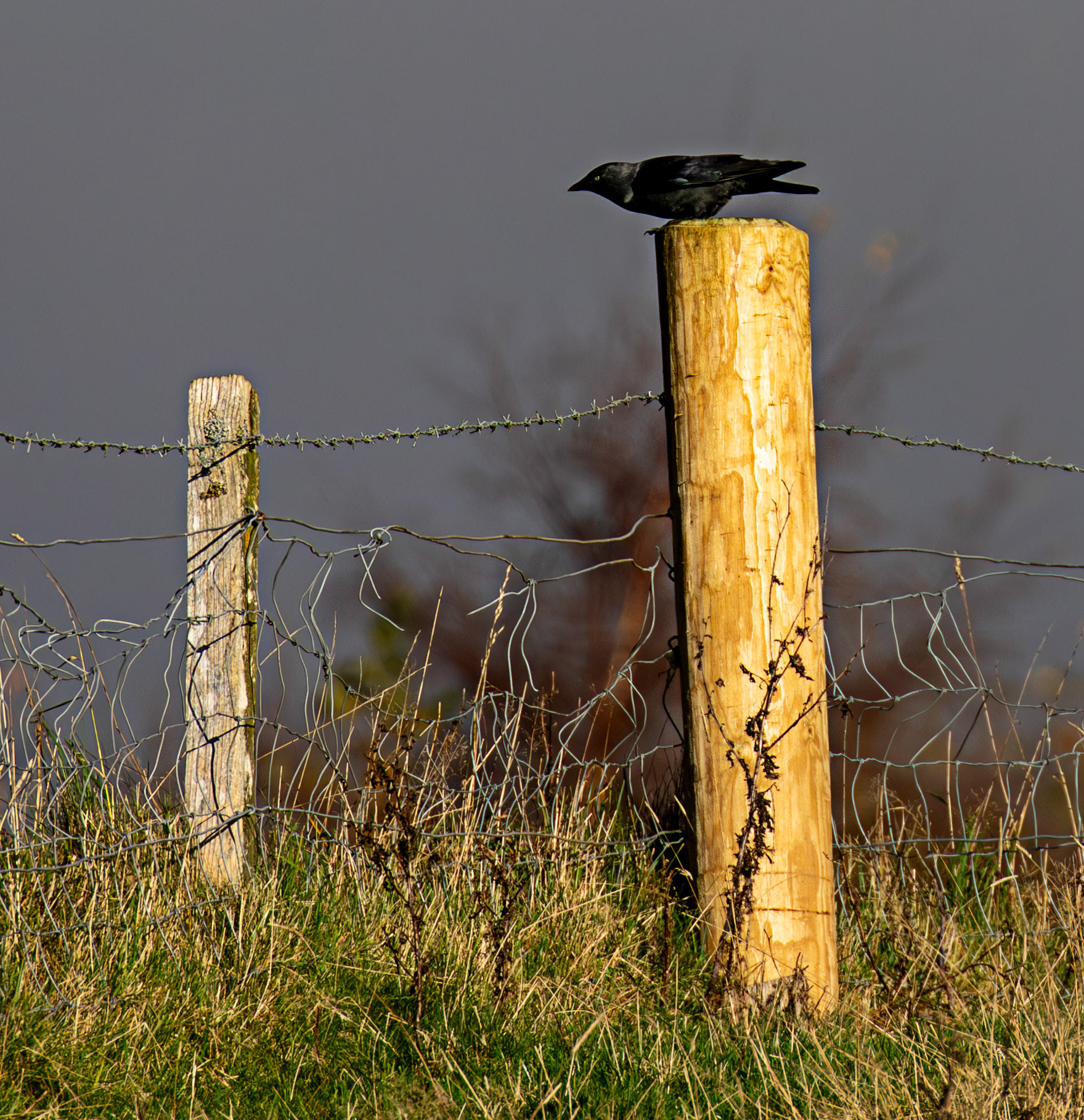 Ardgaty 12 November 2025