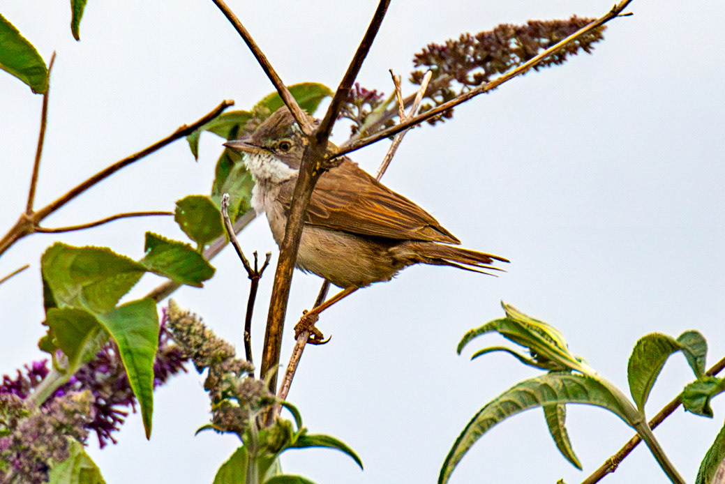 Common Whitethroat - Budle Bay 03 July 2026