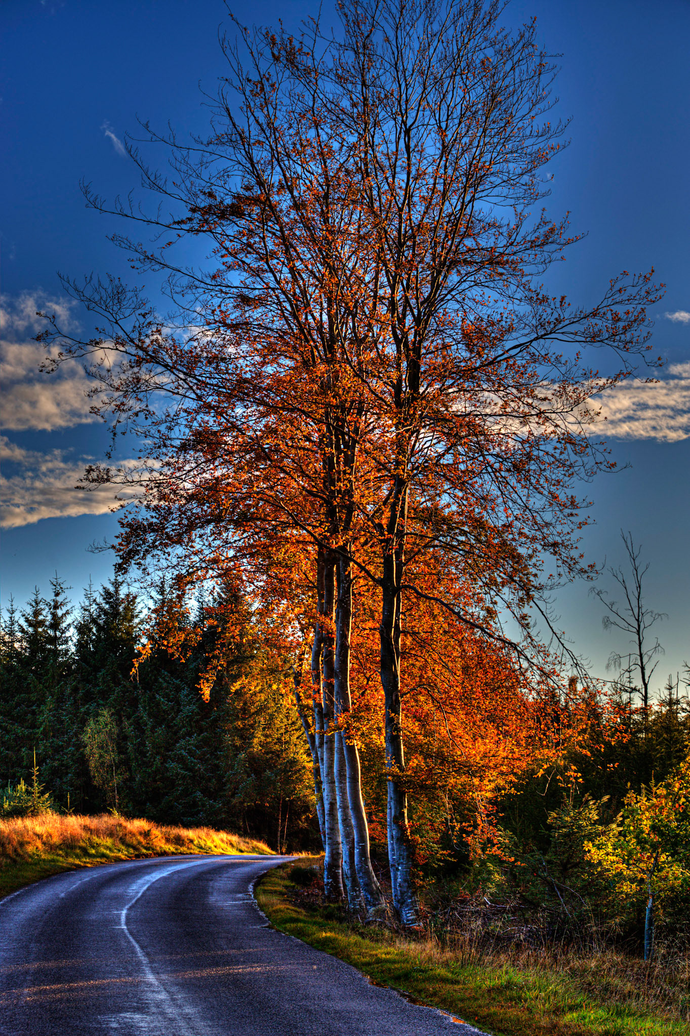 Autumn in Aberdeenshire 14 to 16 October 2022