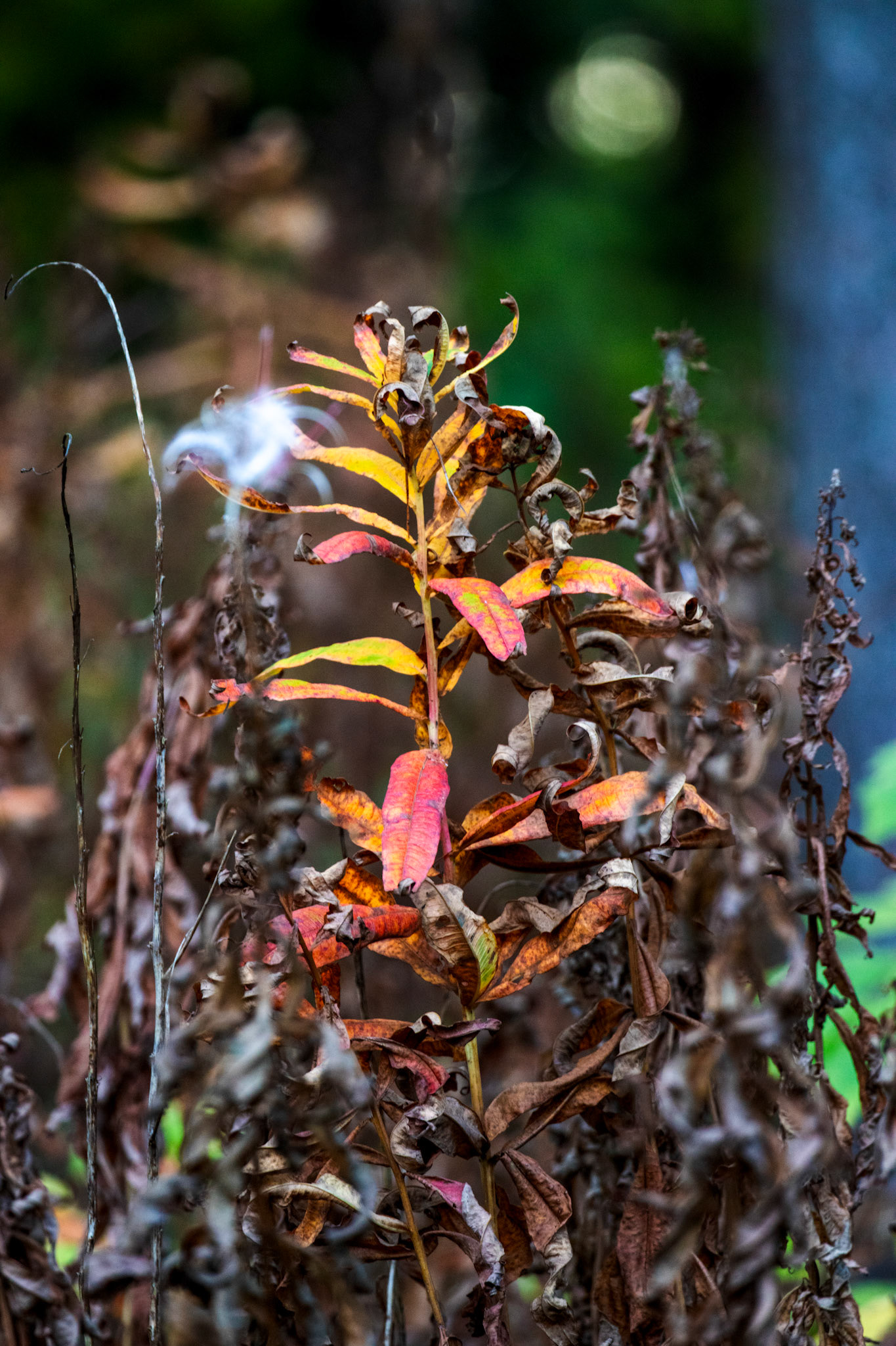 Polkemmet Country Park 10 October 2024