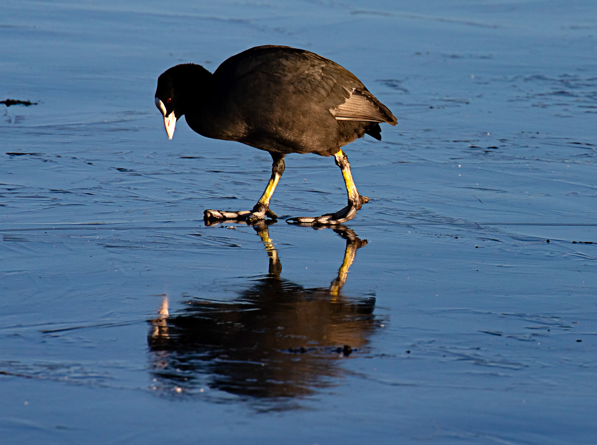 Coot at Broadwood Loch 10 January 2025