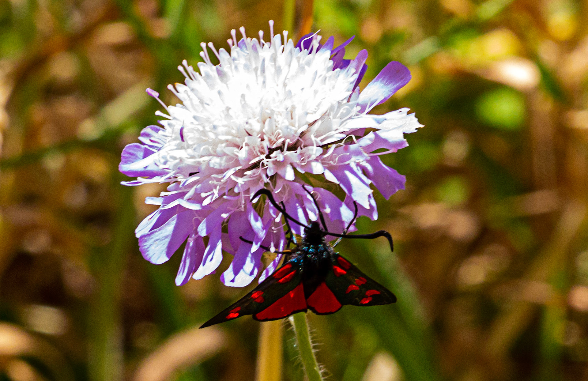 Mottistone IOW 16 July 2022