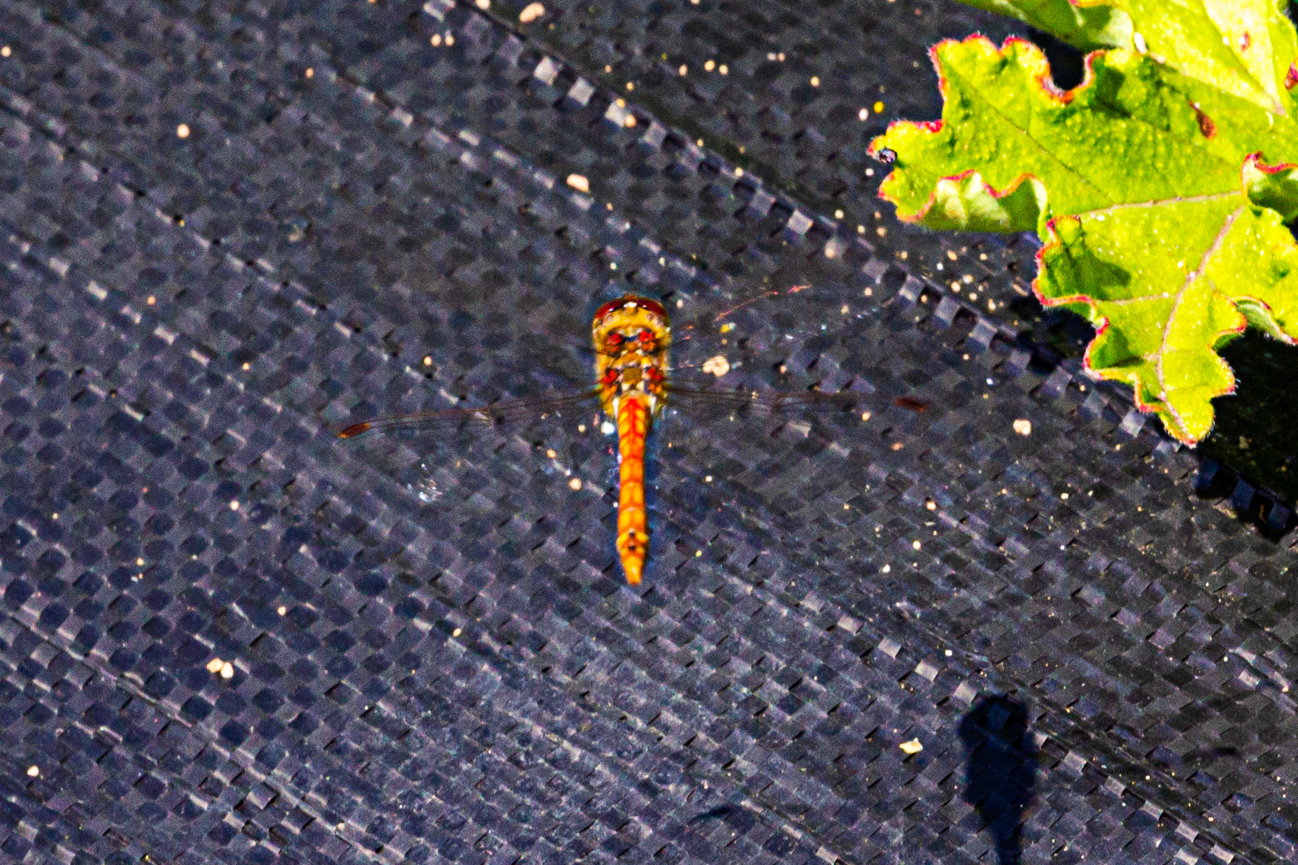 I spent an amazing few hours at Scottish Lavender Oils. They are so dedicated to nature and not to profit!