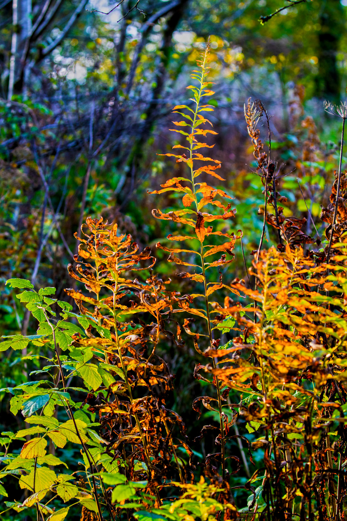 Polkemmet Country Park 10 October 2024