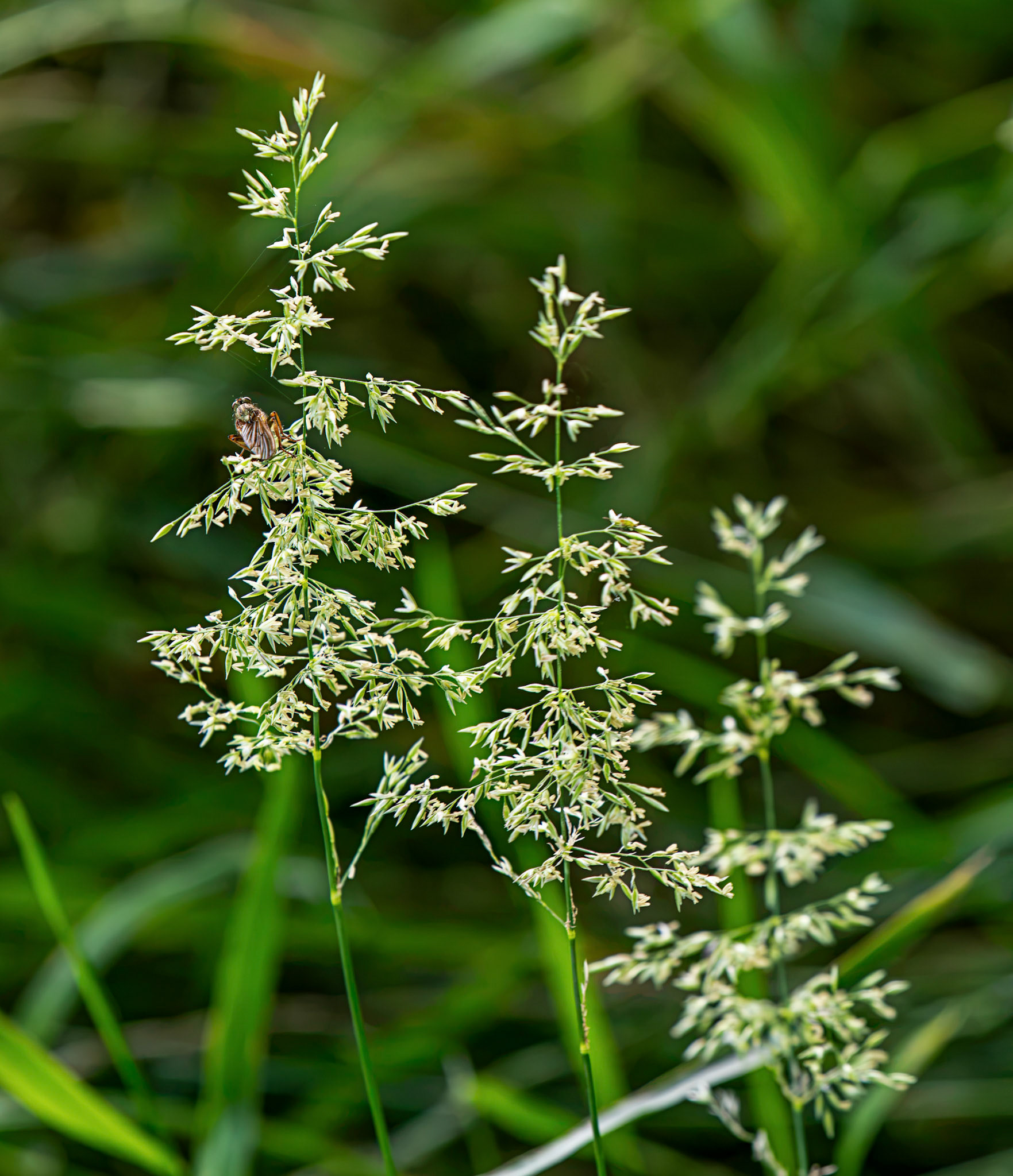 Grass - Blawhorn Moss 16 July 2026