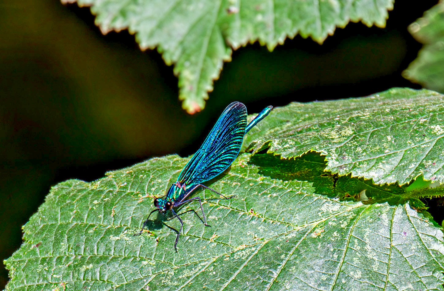 Beautiful Demoiselle (Calopteryx virgo) Barge Canal Romsey 26 July 2025
