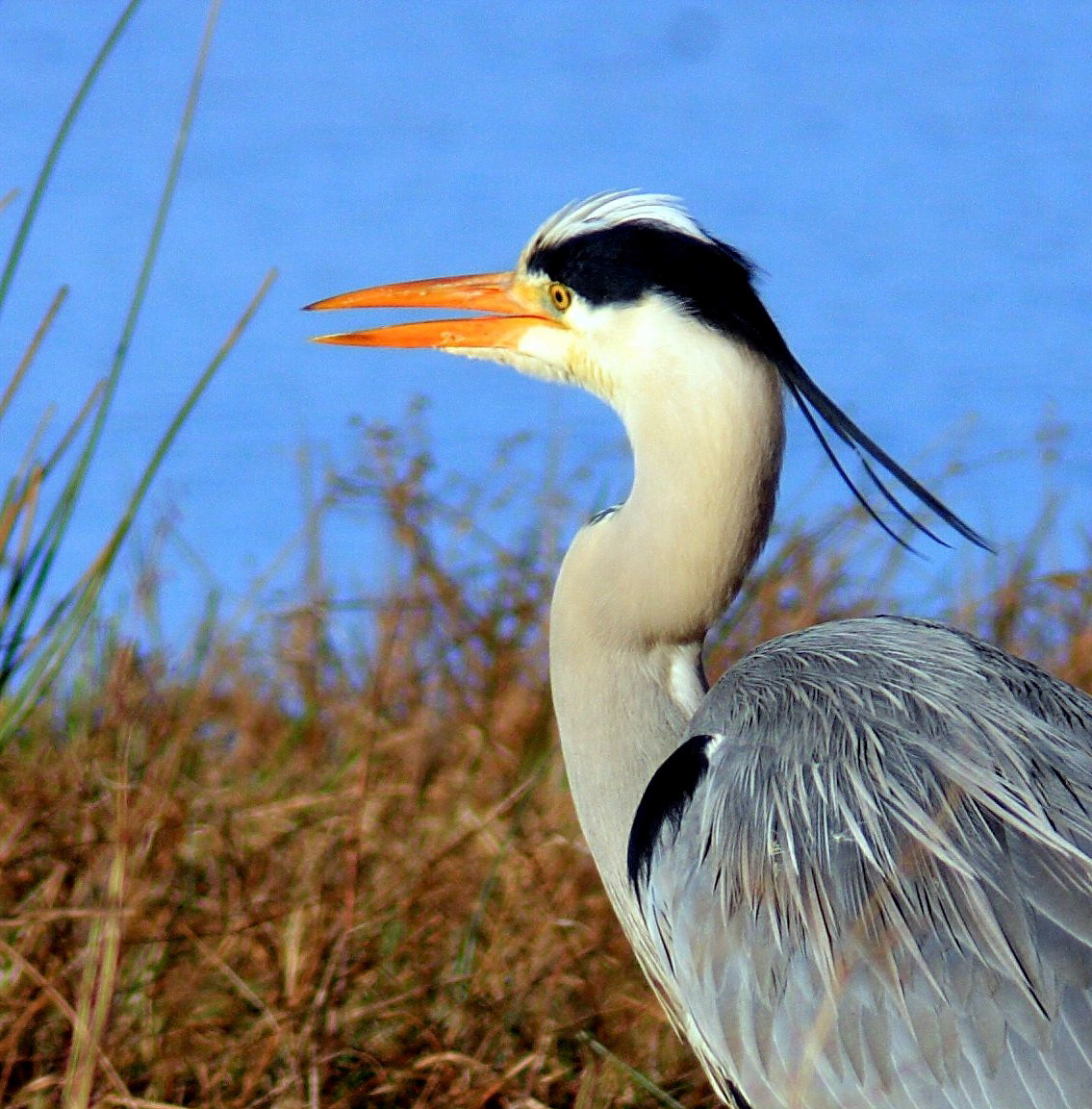 I wanted to put up some Photographs of Grey Herons. They're great birds and well worth watching. I've noticed great variations in their behaviour over the years, in some areas they're shy and retiring, elsewhere they can be agressive and forward.