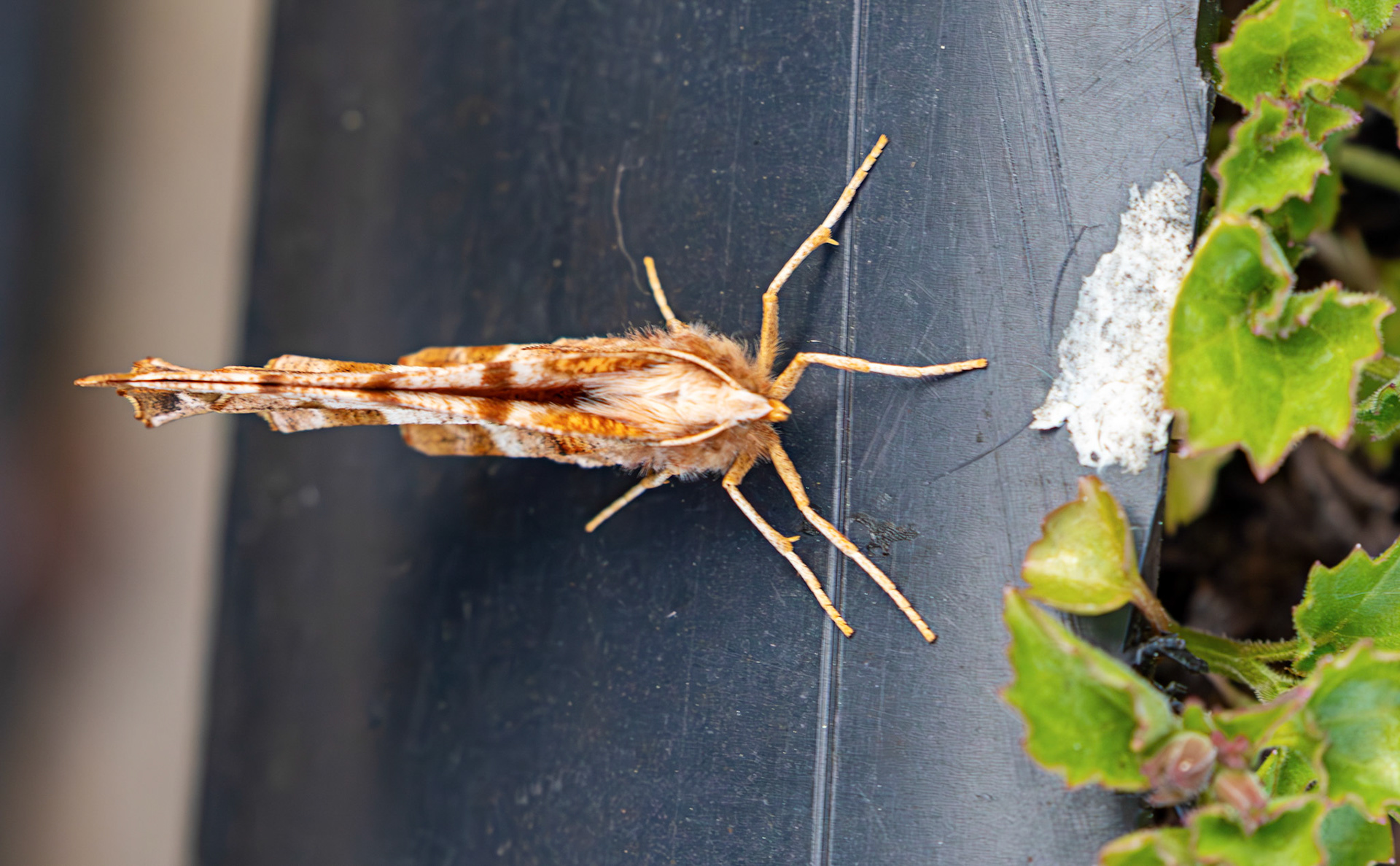 Early Thorn (Selenia dentaria) - Moth in Livingston, West Lothian 08 May 2026