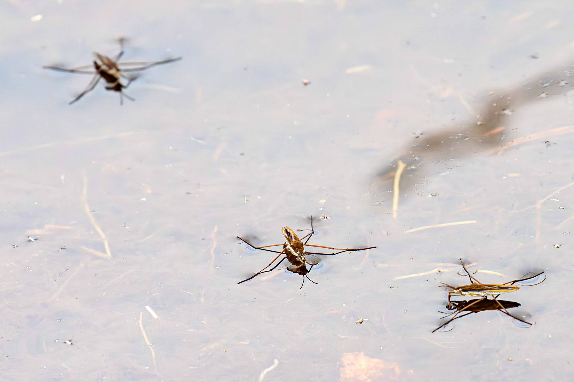 Water Skaters - Flanders Moss 12 April 2025