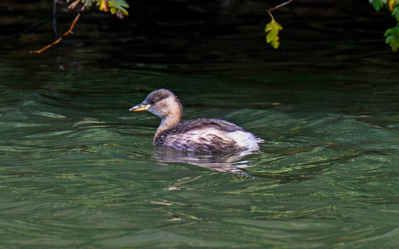 Livingston 02 October 2024