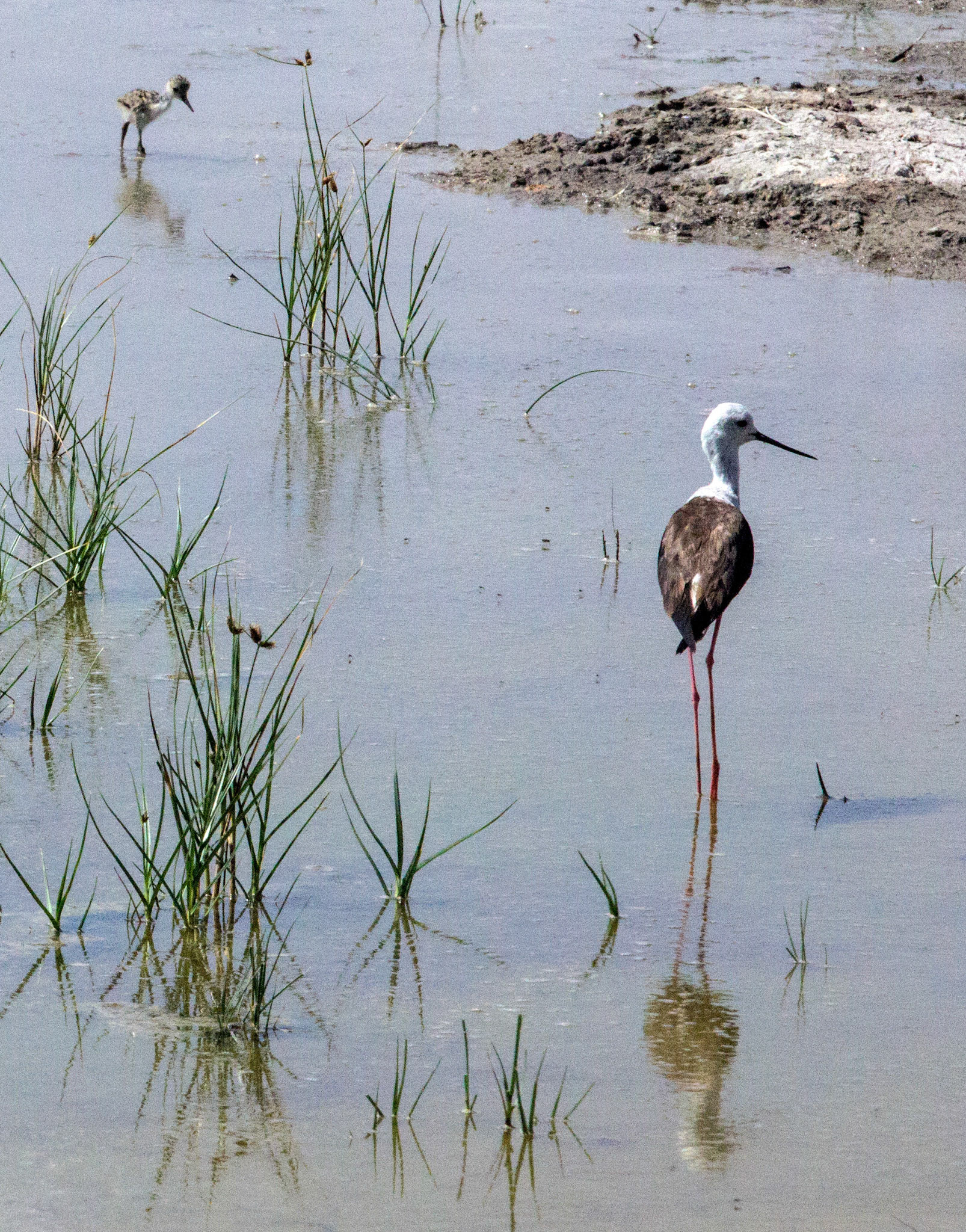 Parc Natural de s'Albufera de MallorcaPlease see my other Photographs at: www.jamespdeans.co.uk