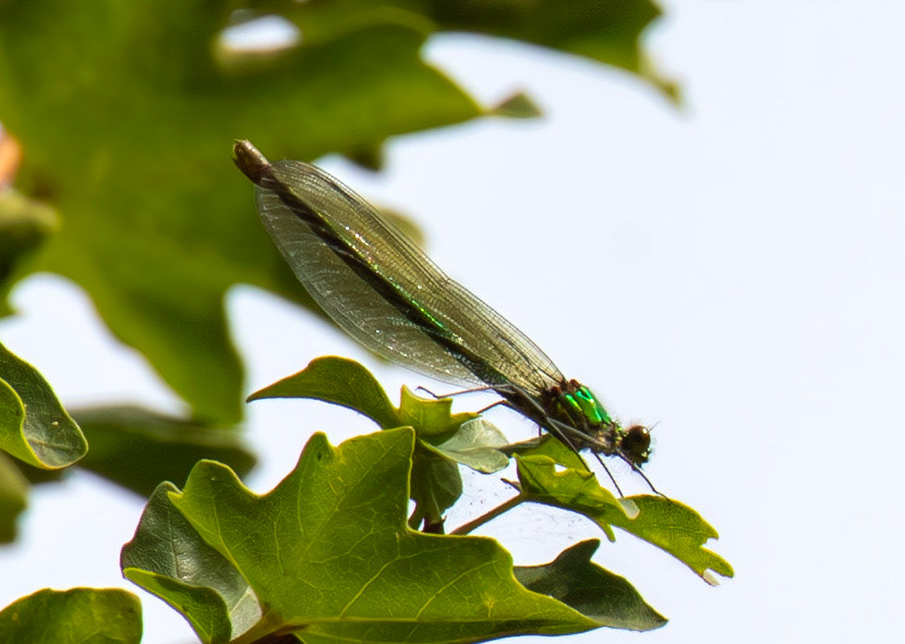 Banded Demoiselle (Calopteryx splendens) Walk Thames Path MArlow to Bourne End 06 August 2025