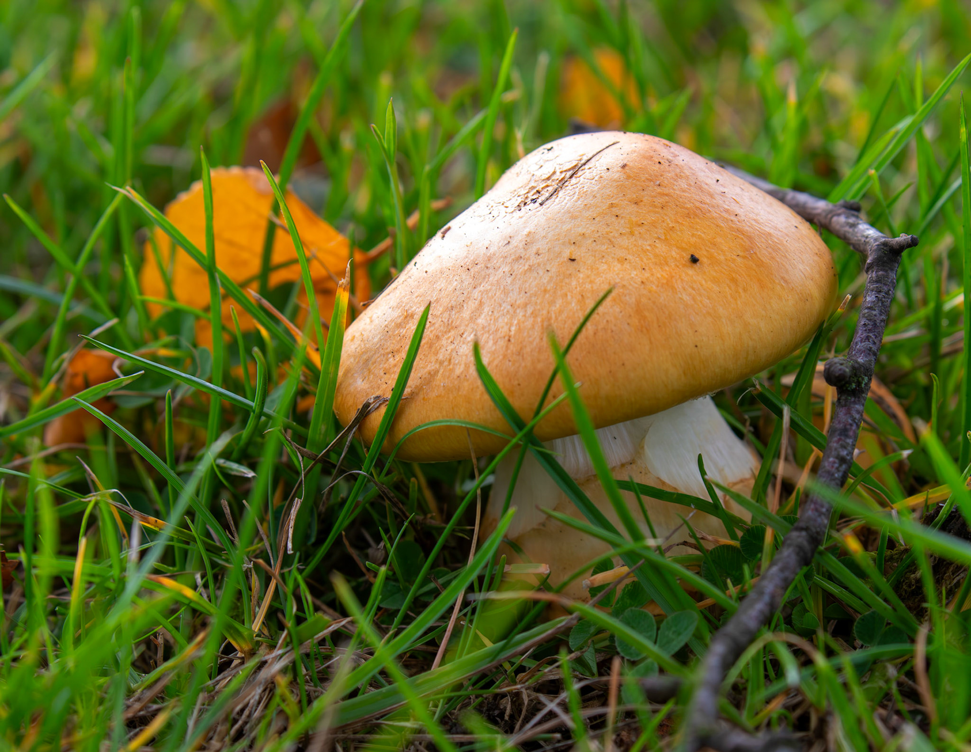 Cortinarius mucosus - Deans North 06 October 2025