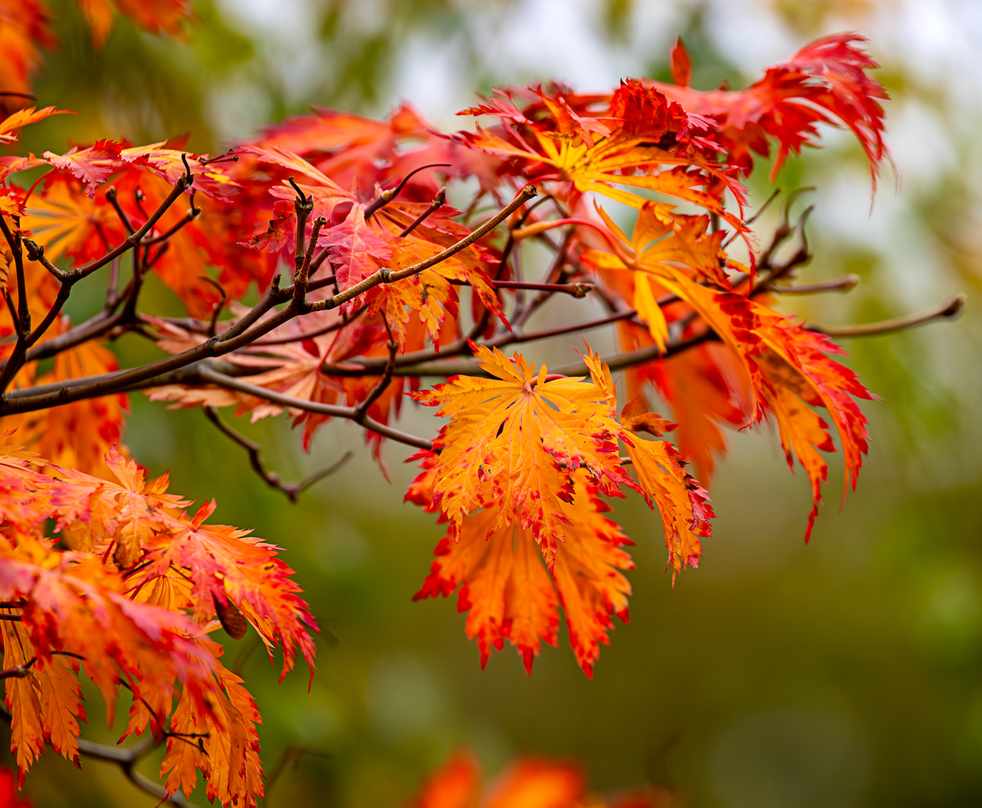 Cramond 18 October 2024