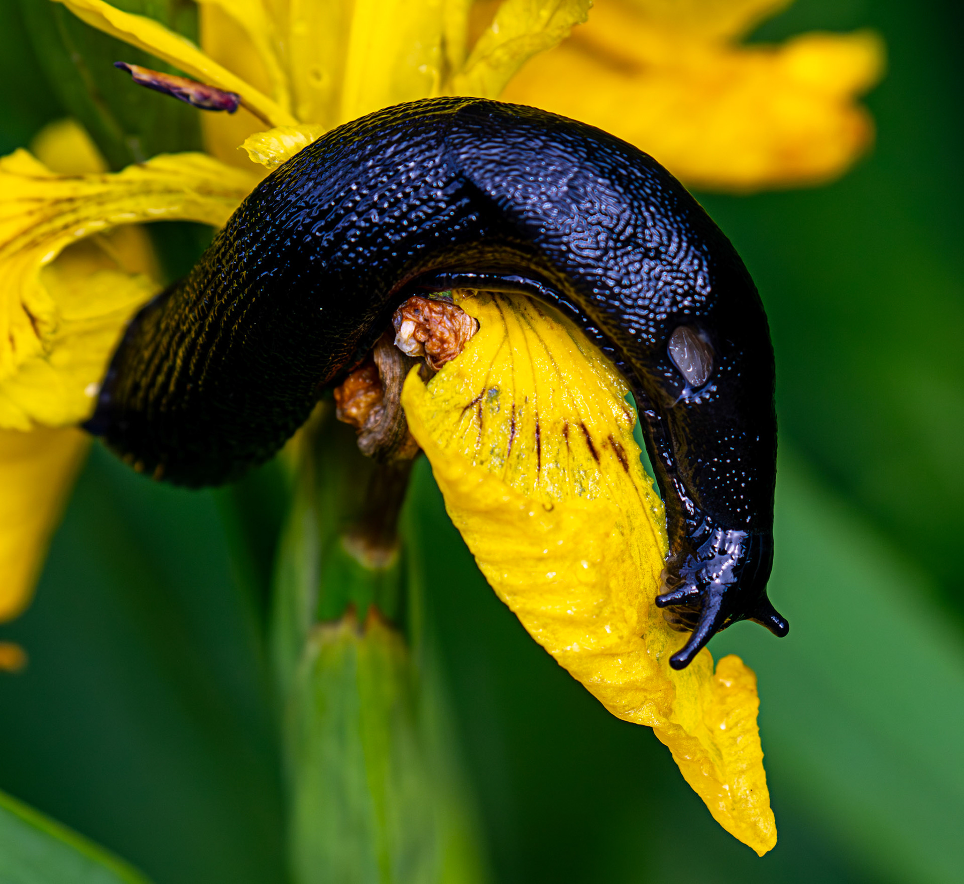 Black Slug - Arion Ater - Bavelaw 22 June 2025