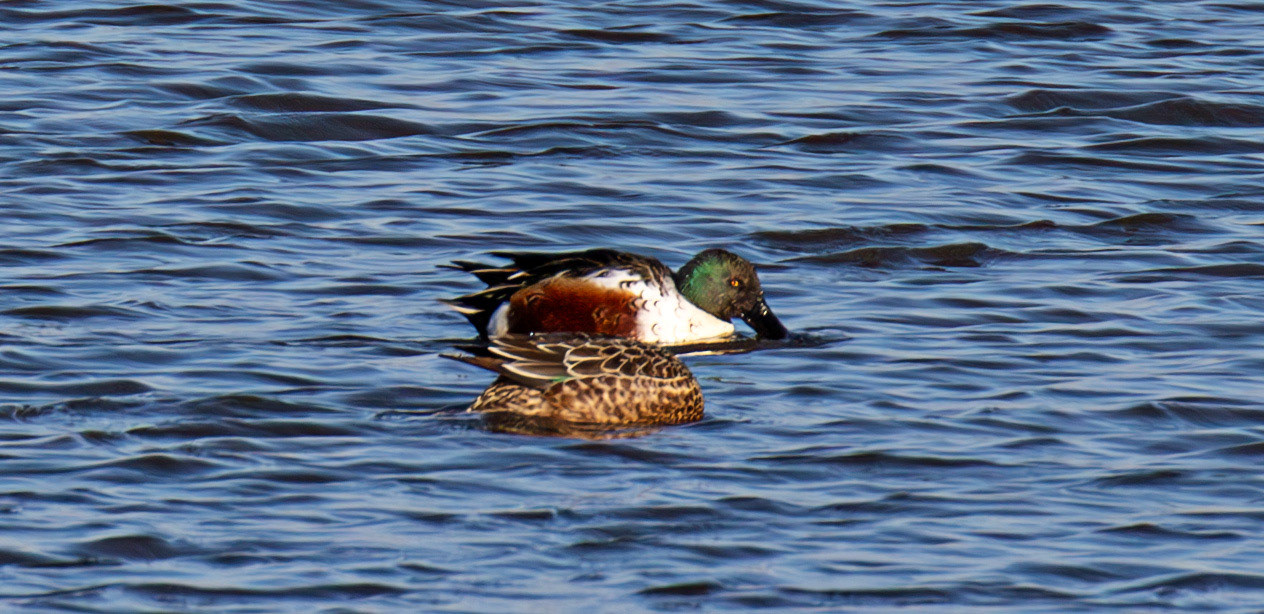 Shoveller at Titchfield Haven 02 January 2025