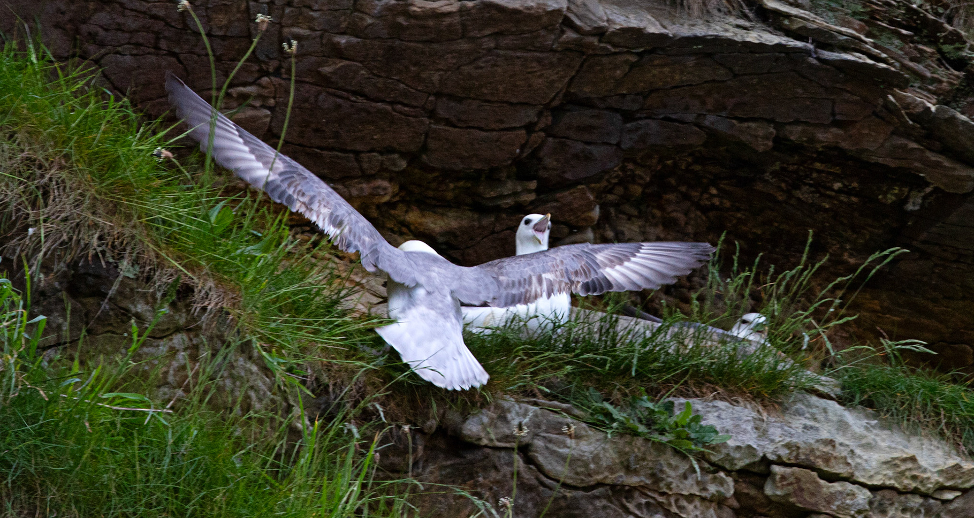 Fulmar at Dysart 25 May 2024