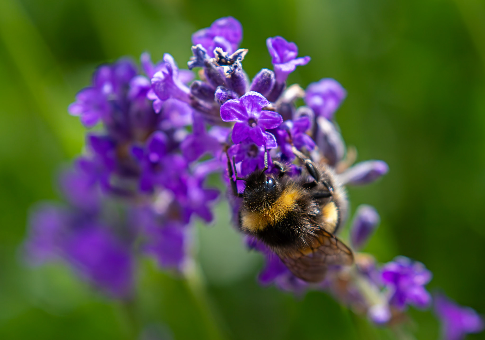 Bombus Lucorum - Livingston 08 July 2025