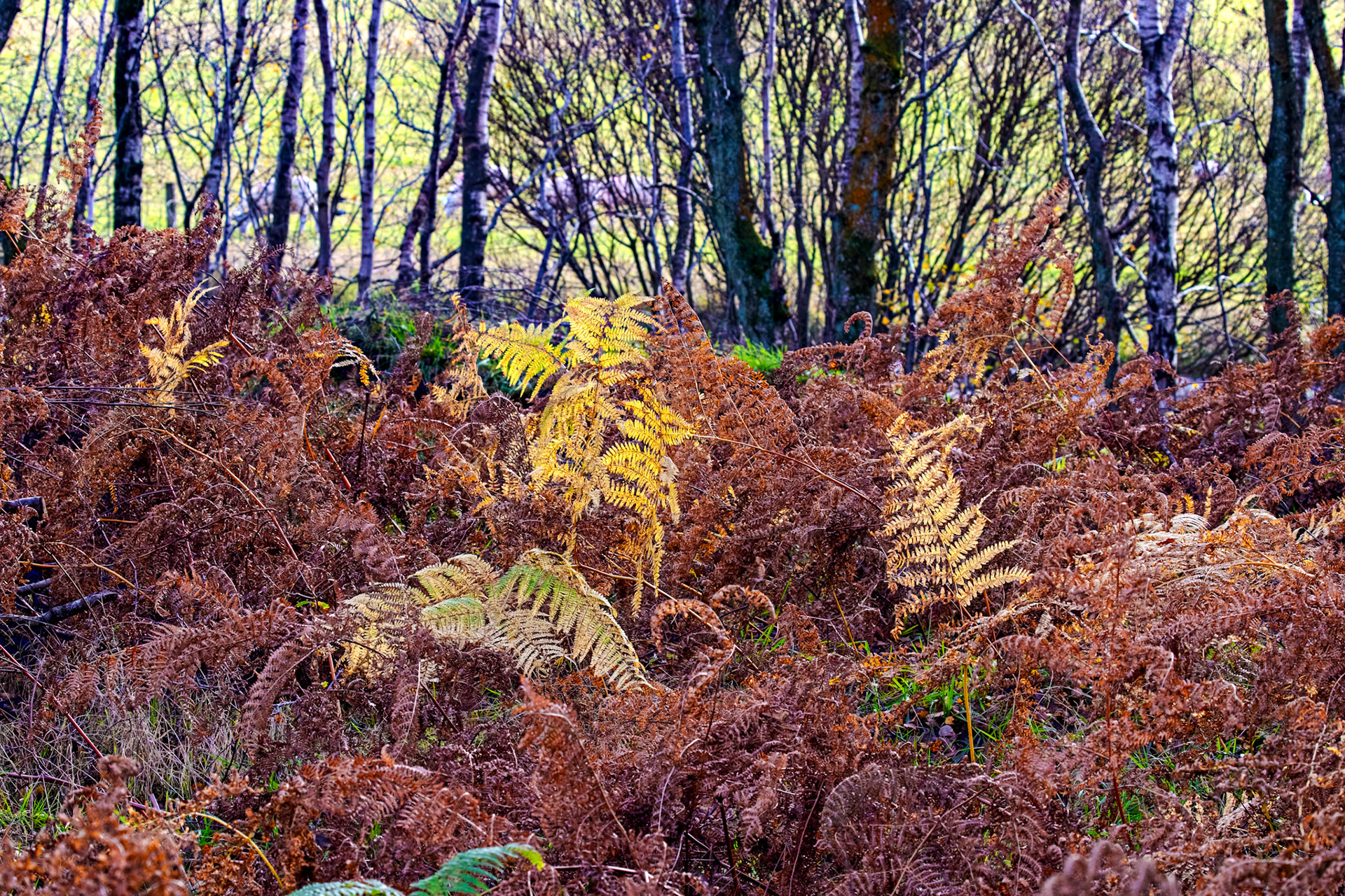 Flanders Moss 12 November 2025