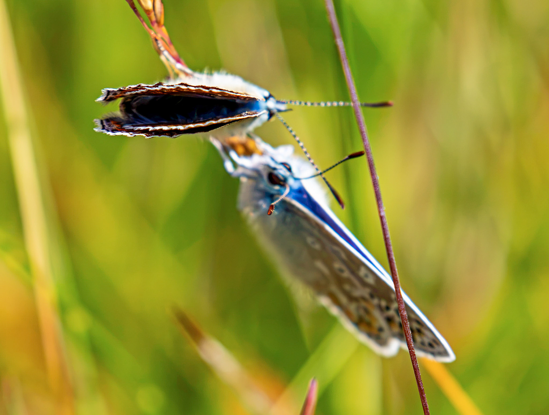 Common Blue - Harperrig Reservoir 20 July 2026