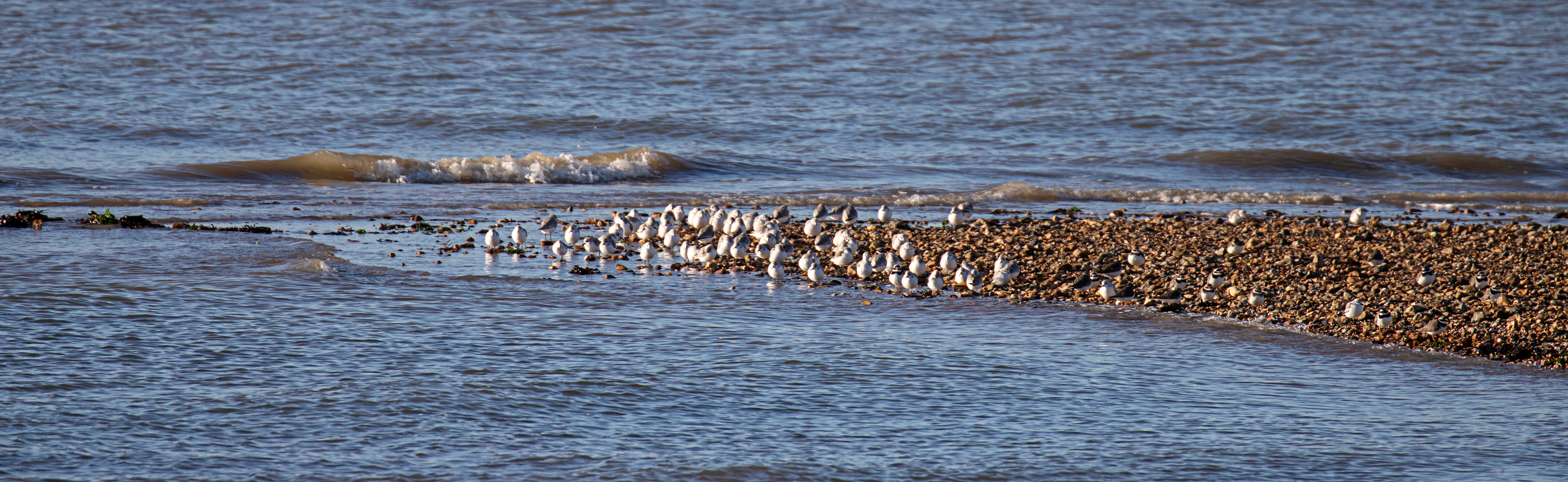 Sanderling &amp; Ringed Plover at Titchfield Haven 02 January 2025