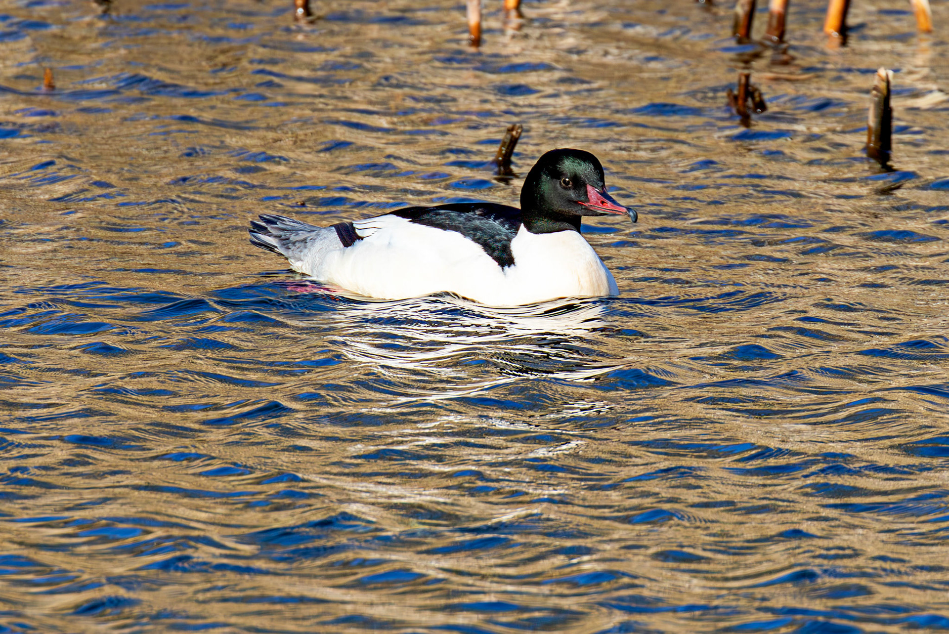 Goosander at Linlithgow Loch 11 March 2026