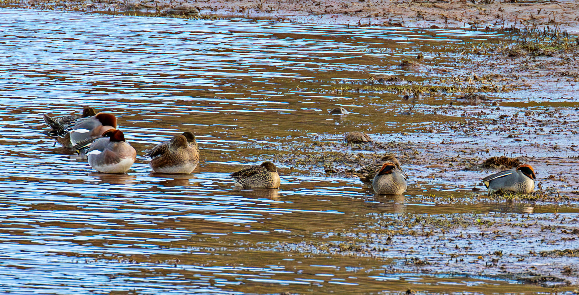 Teal at Threipmuir 21 January 2025