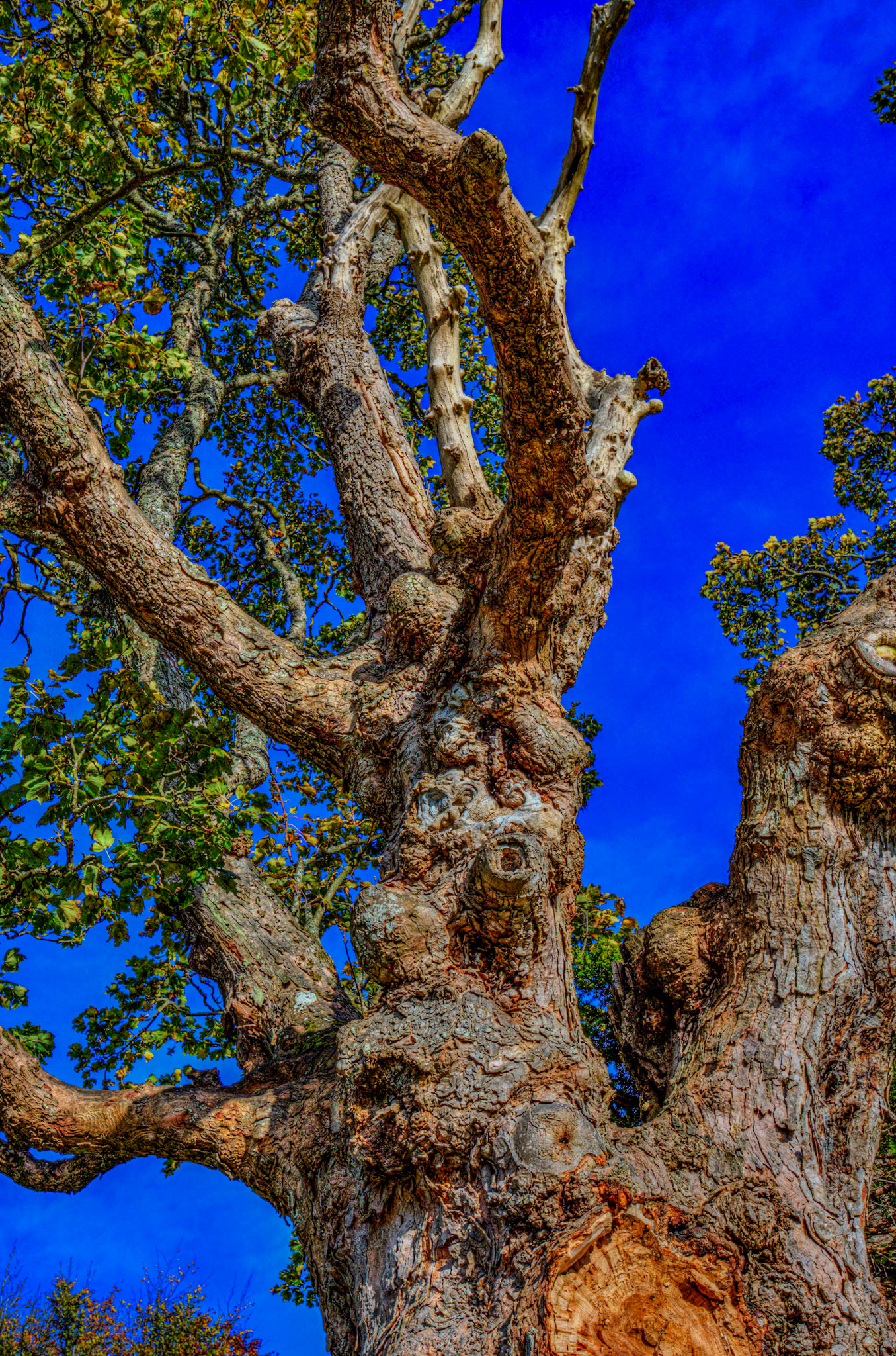 Callendar Park, Falkirk 11 October 2025